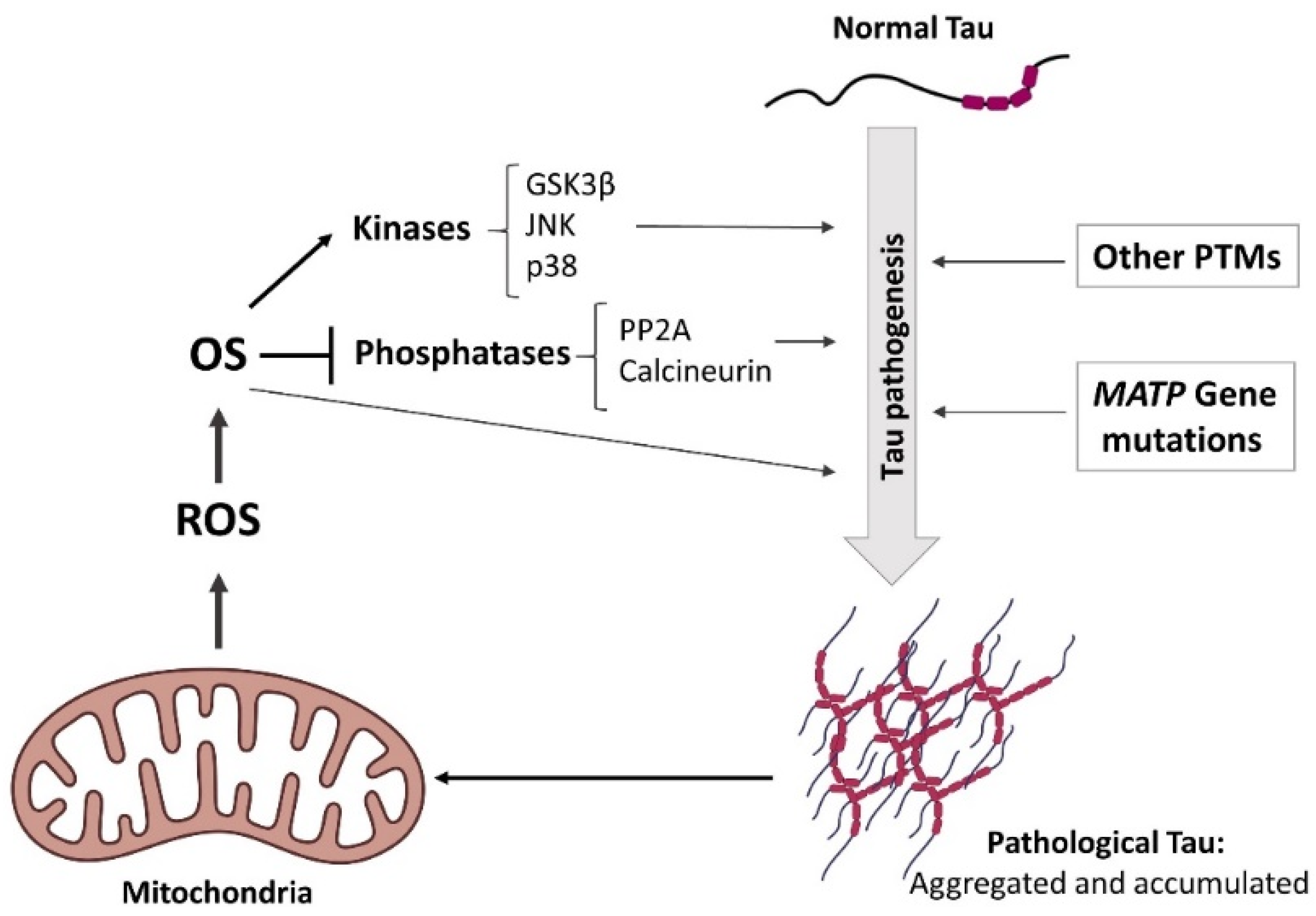 Antioxidants 11 01421 g002