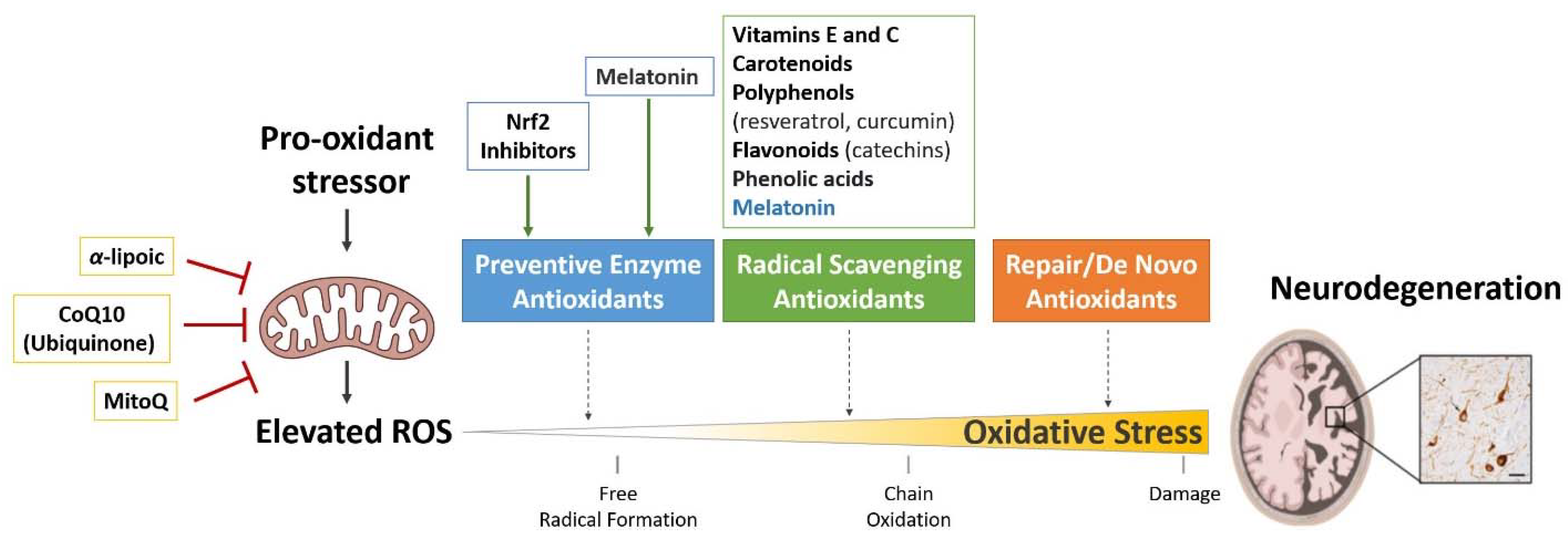 Antioxidants 11 01421 g003