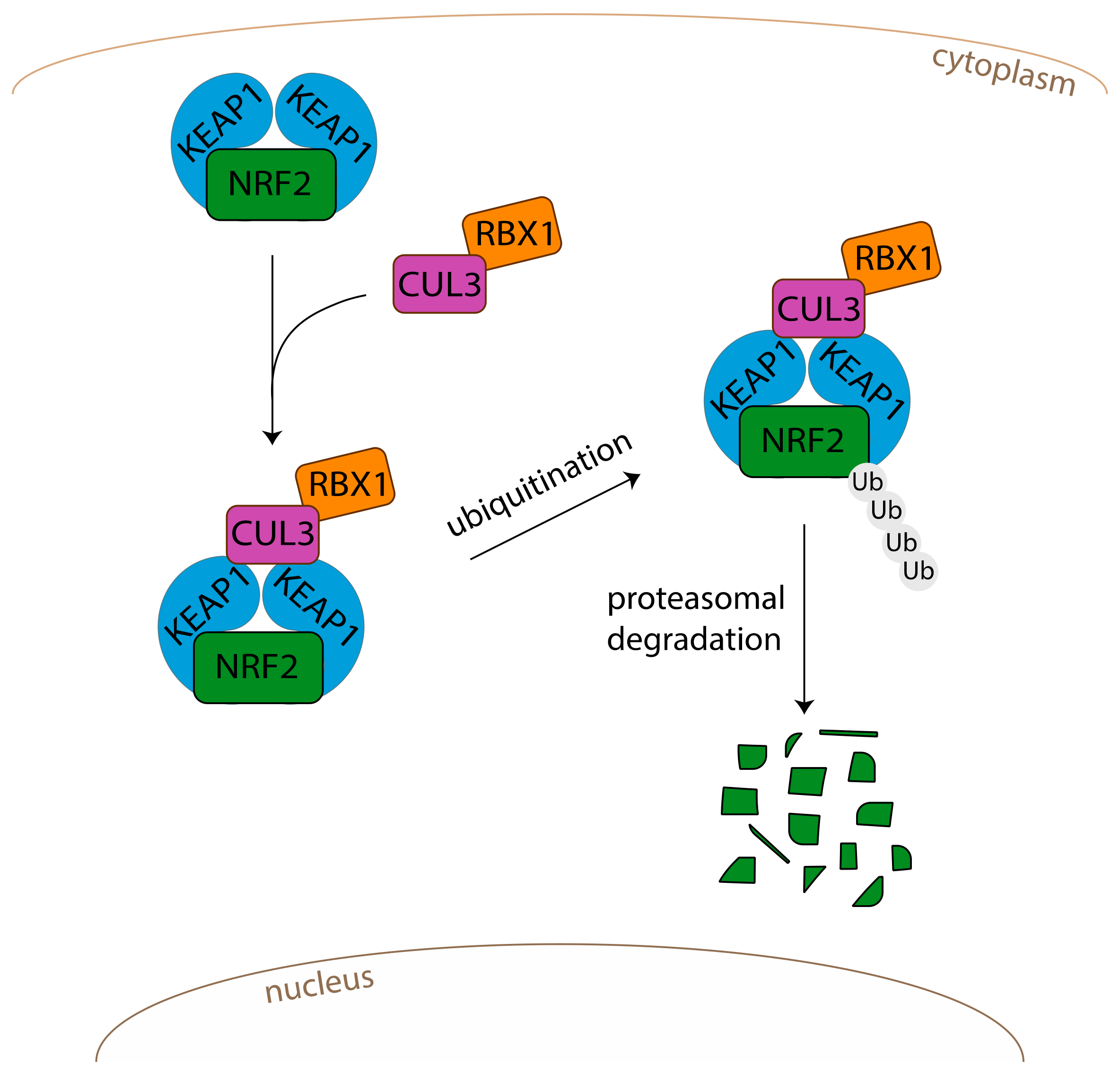 Antioxidants 11 01426 g002