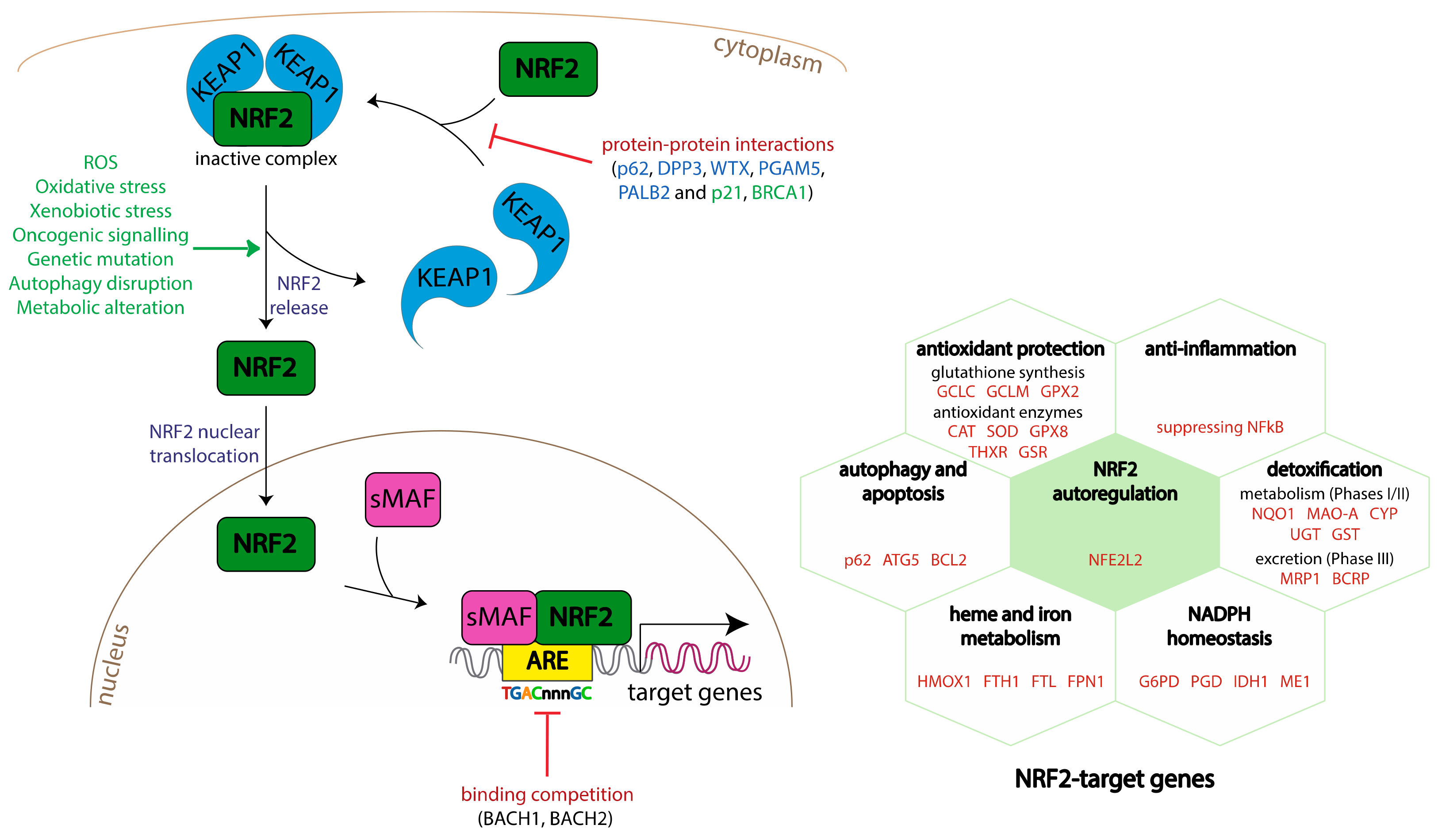Antioxidants 11 01426 g003