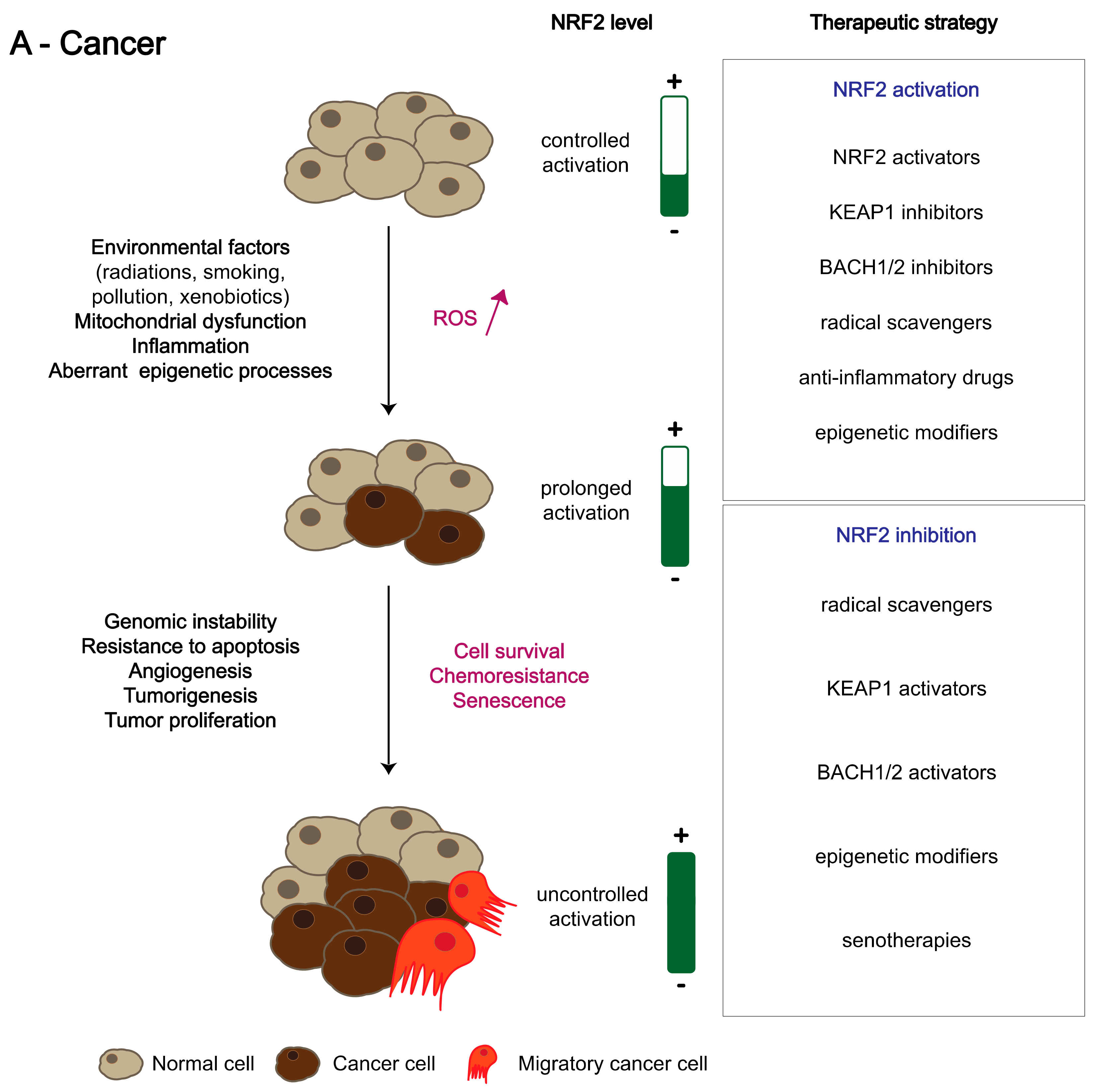 Antioxidants 11 01426 g004a
