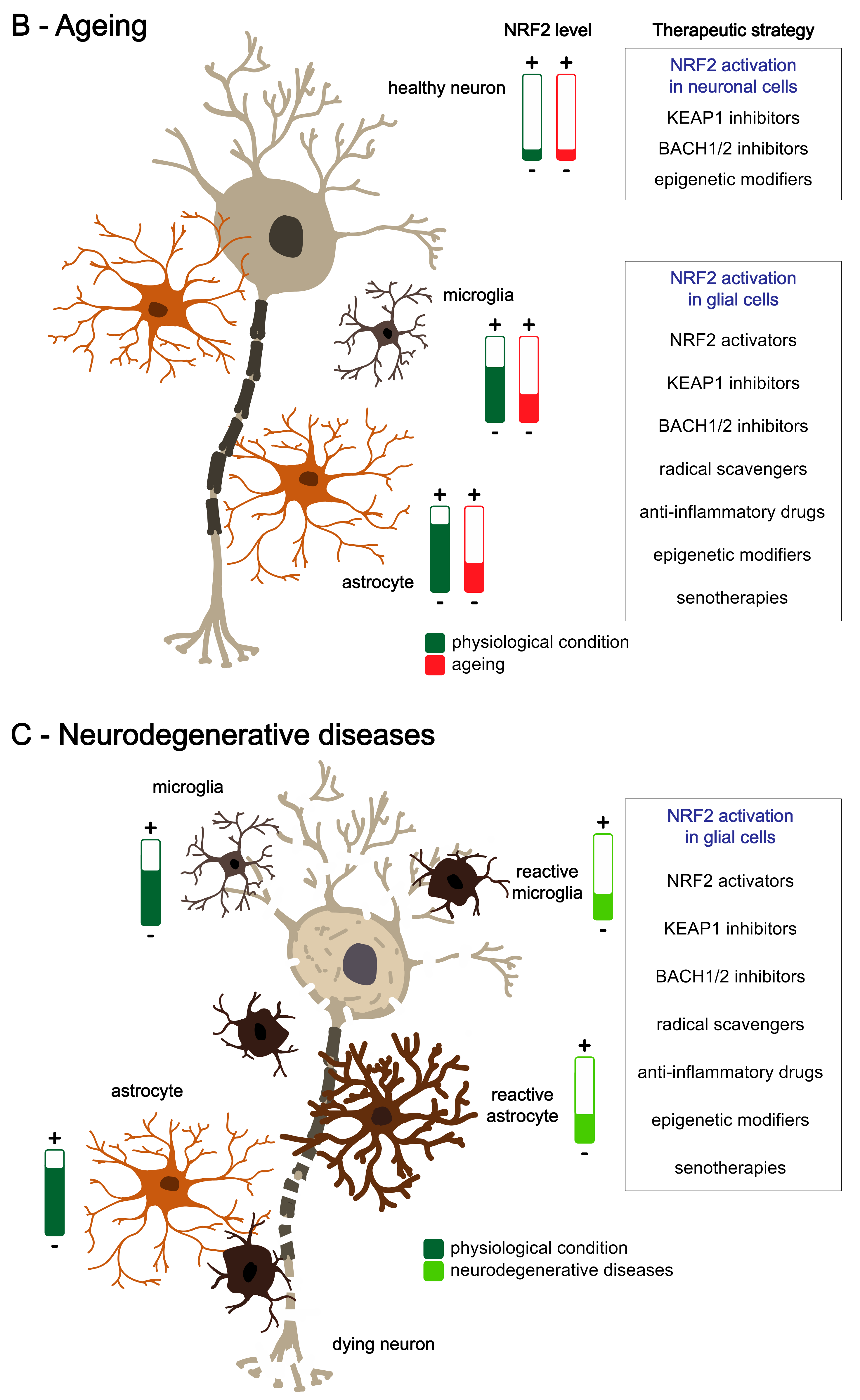 Antioxidants 11 01426 g004b