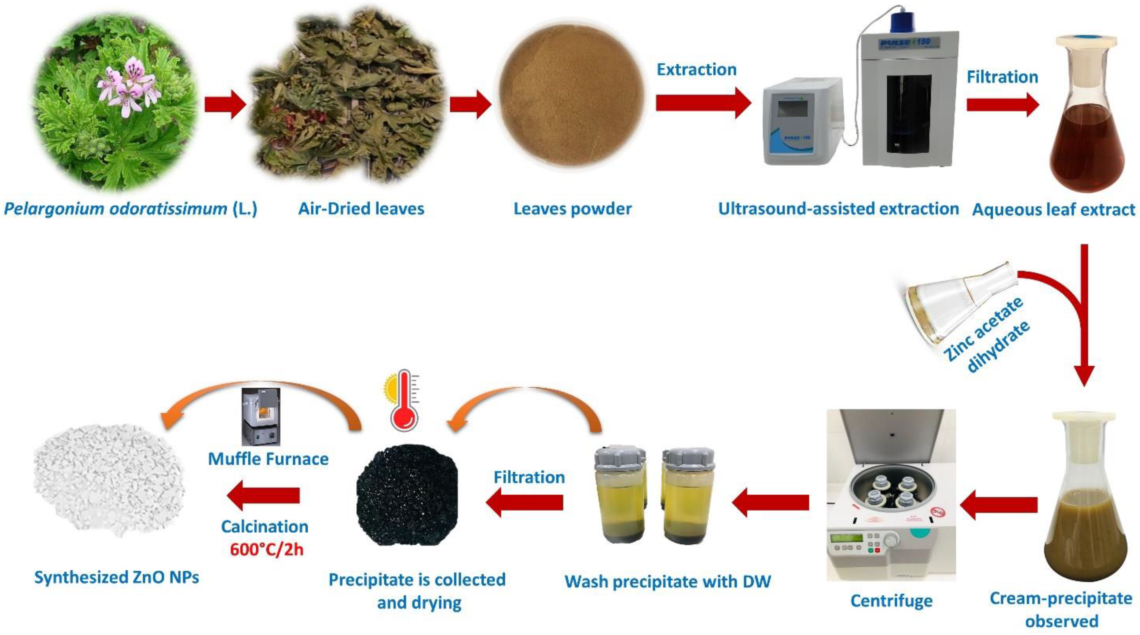 Antioxidants 11 01444 g001 Antioxidants 11 01444 g001