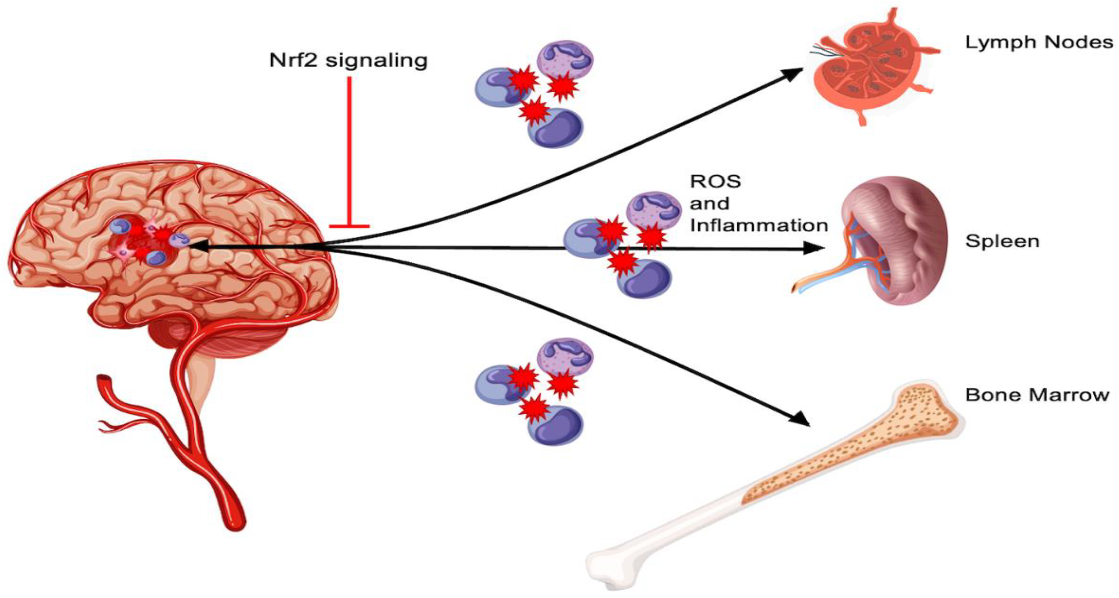 Antioxidants 11 01447 g002