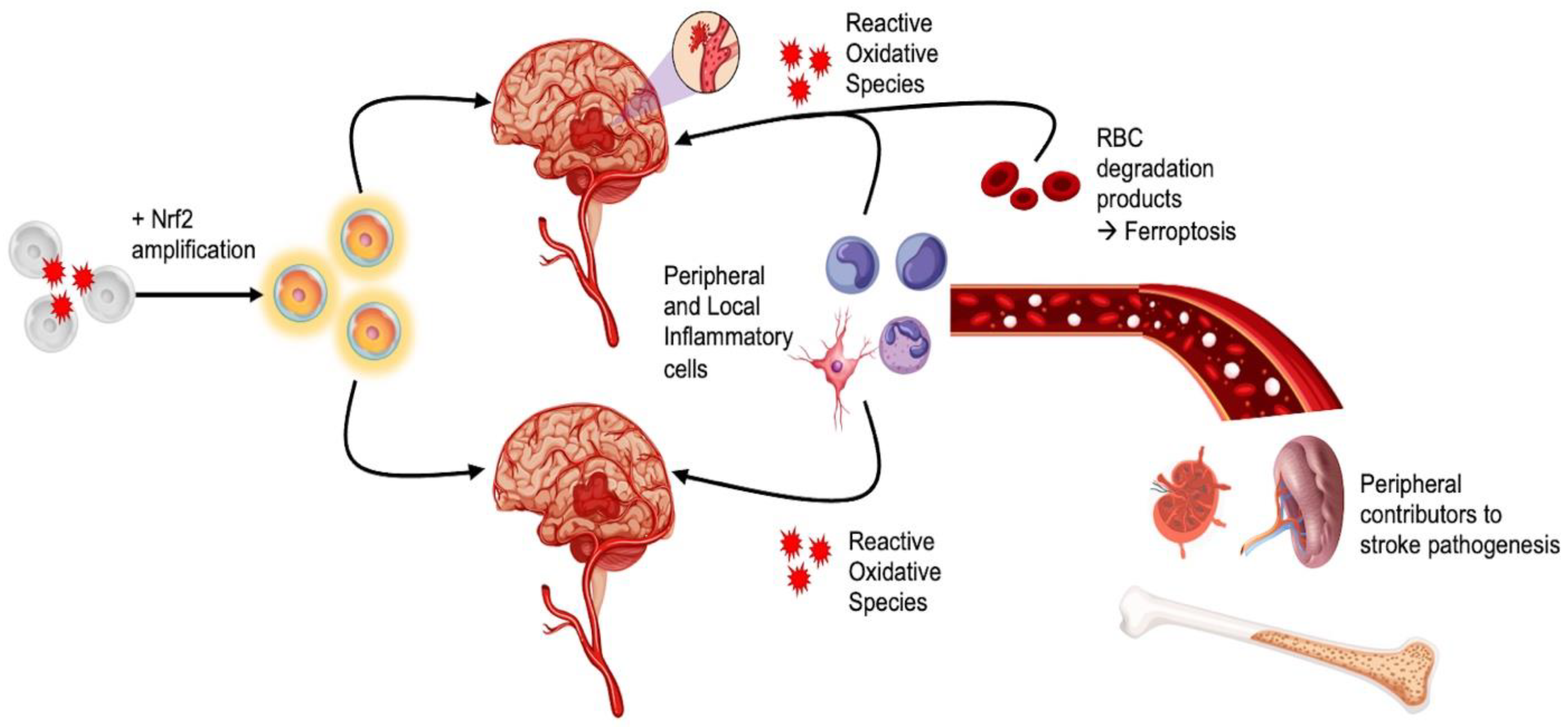 Antioxidants 11 01447 g003