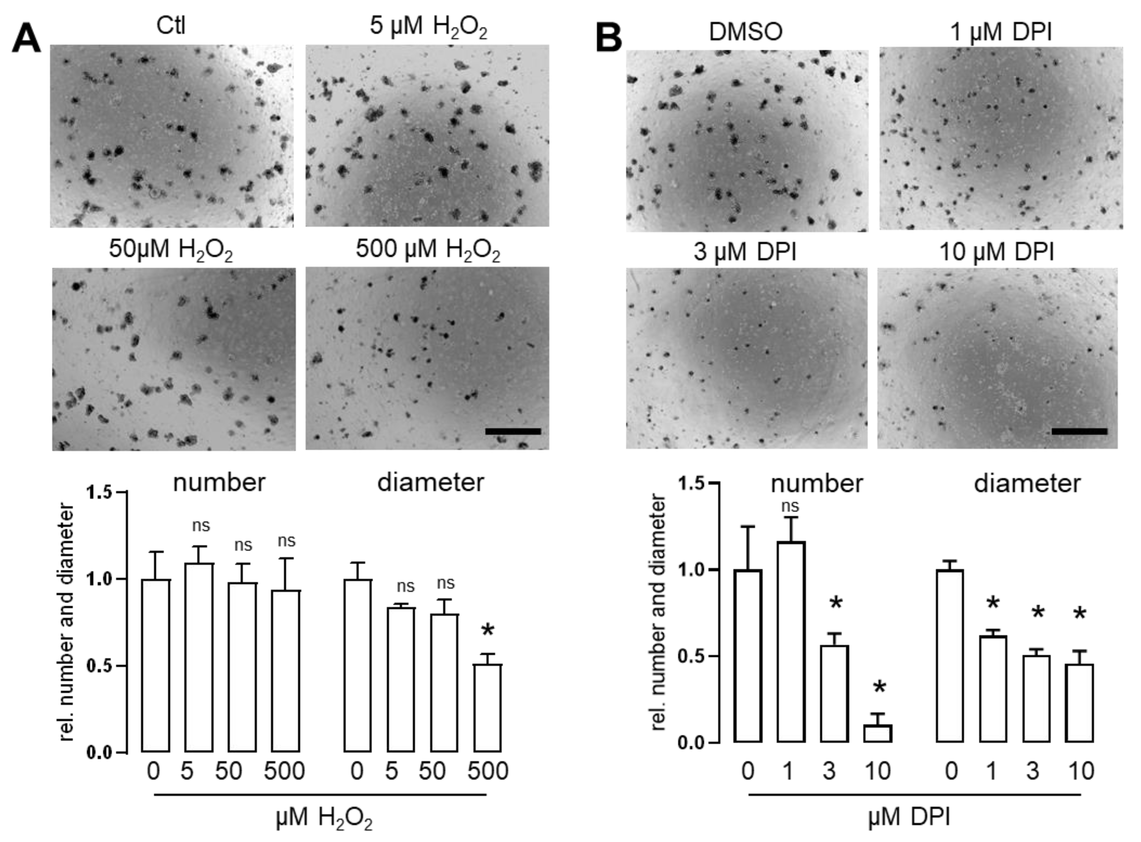 Antioxidants 11 01452 g002