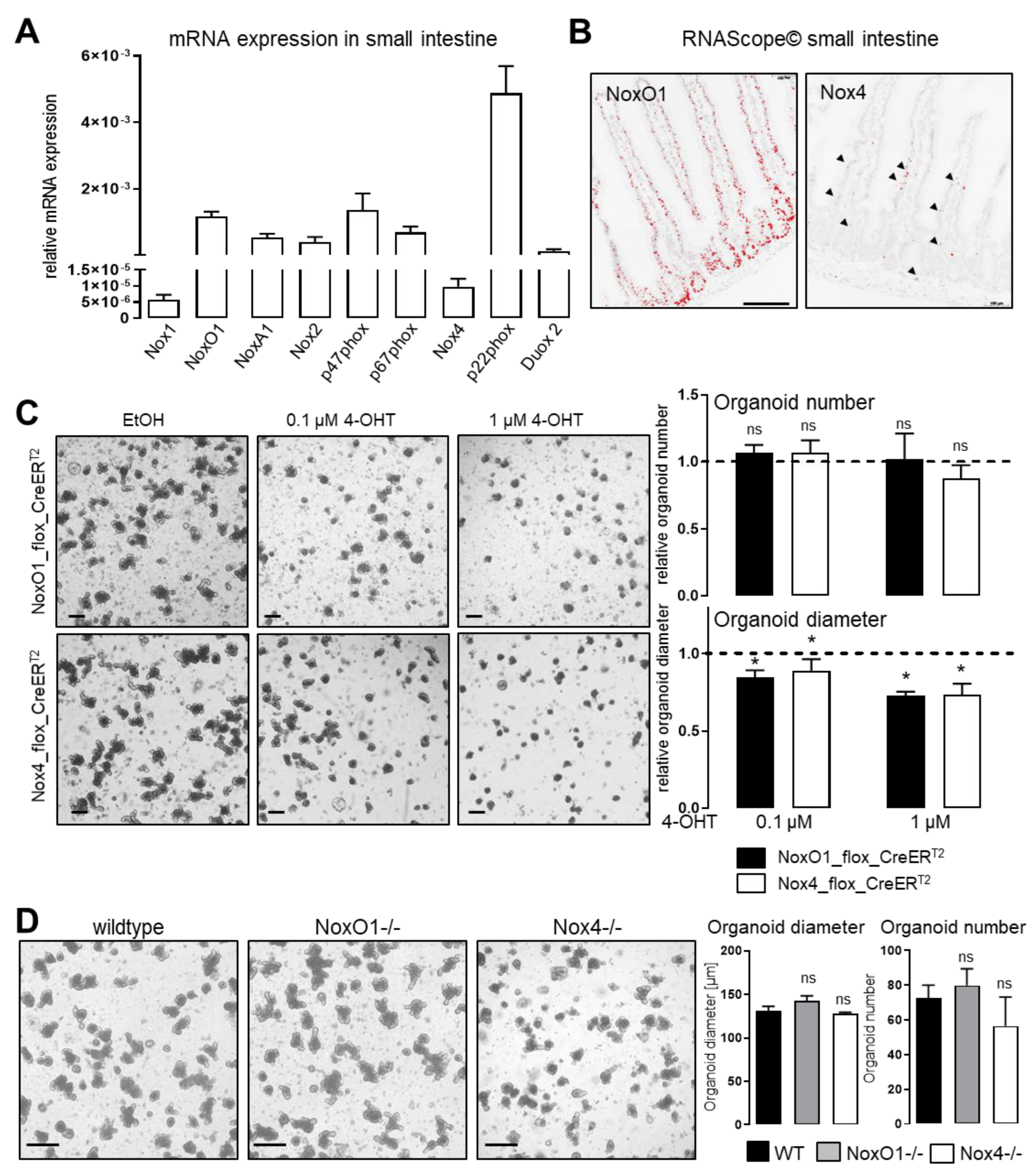 Antioxidants 11 01452 g003