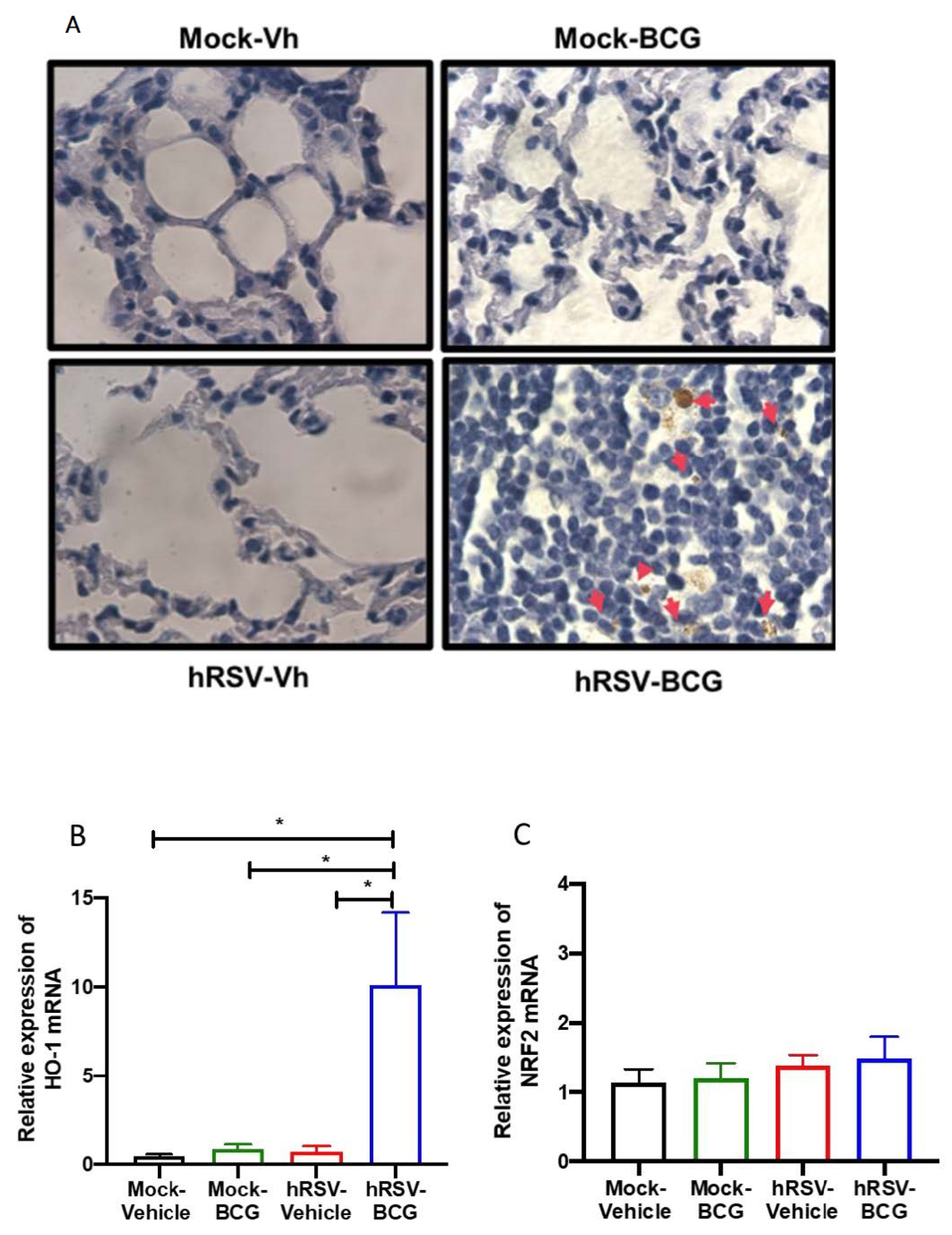 Antioxidants 11 01453 g003