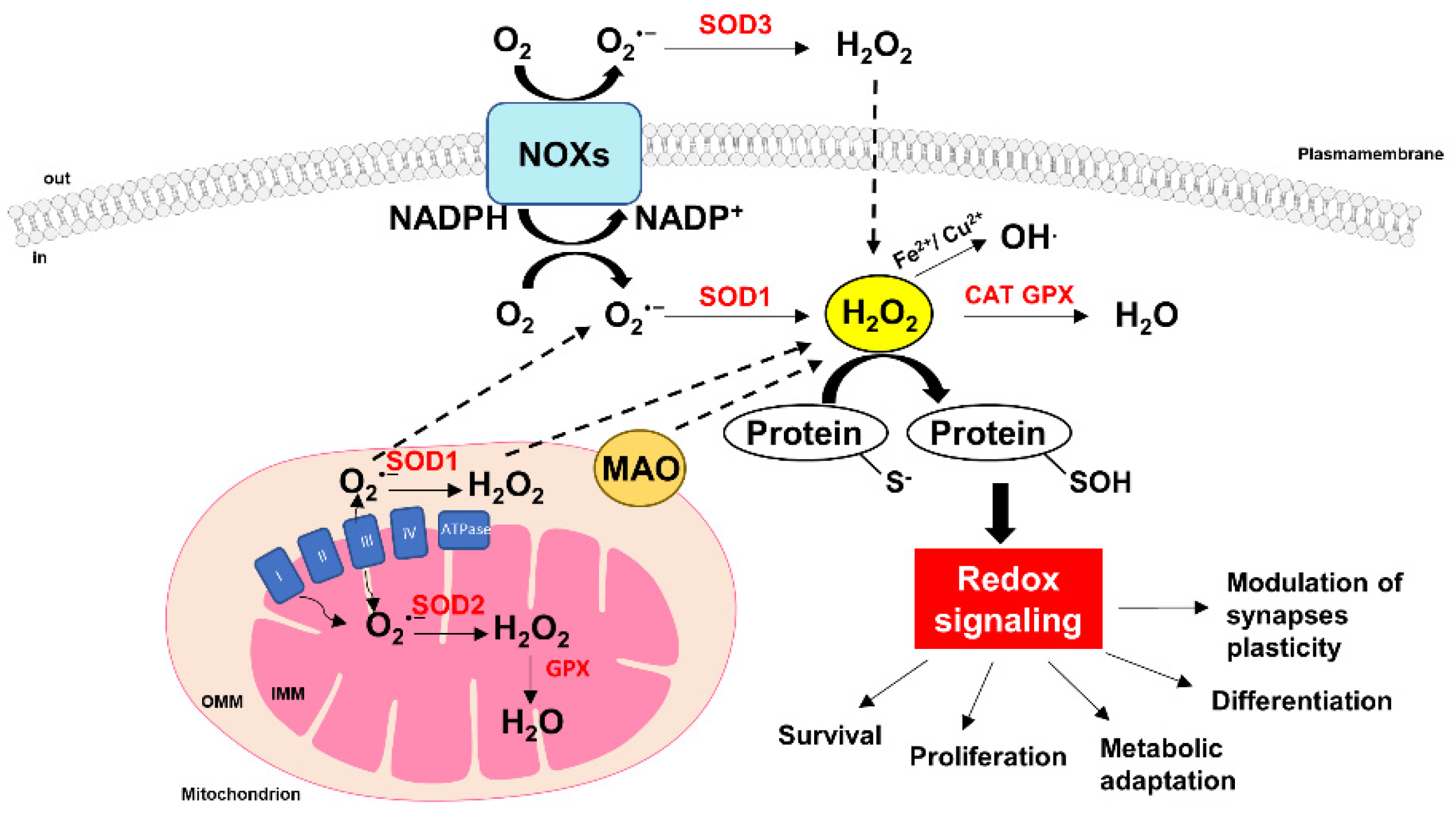 Antioxidants 11 01456 g001