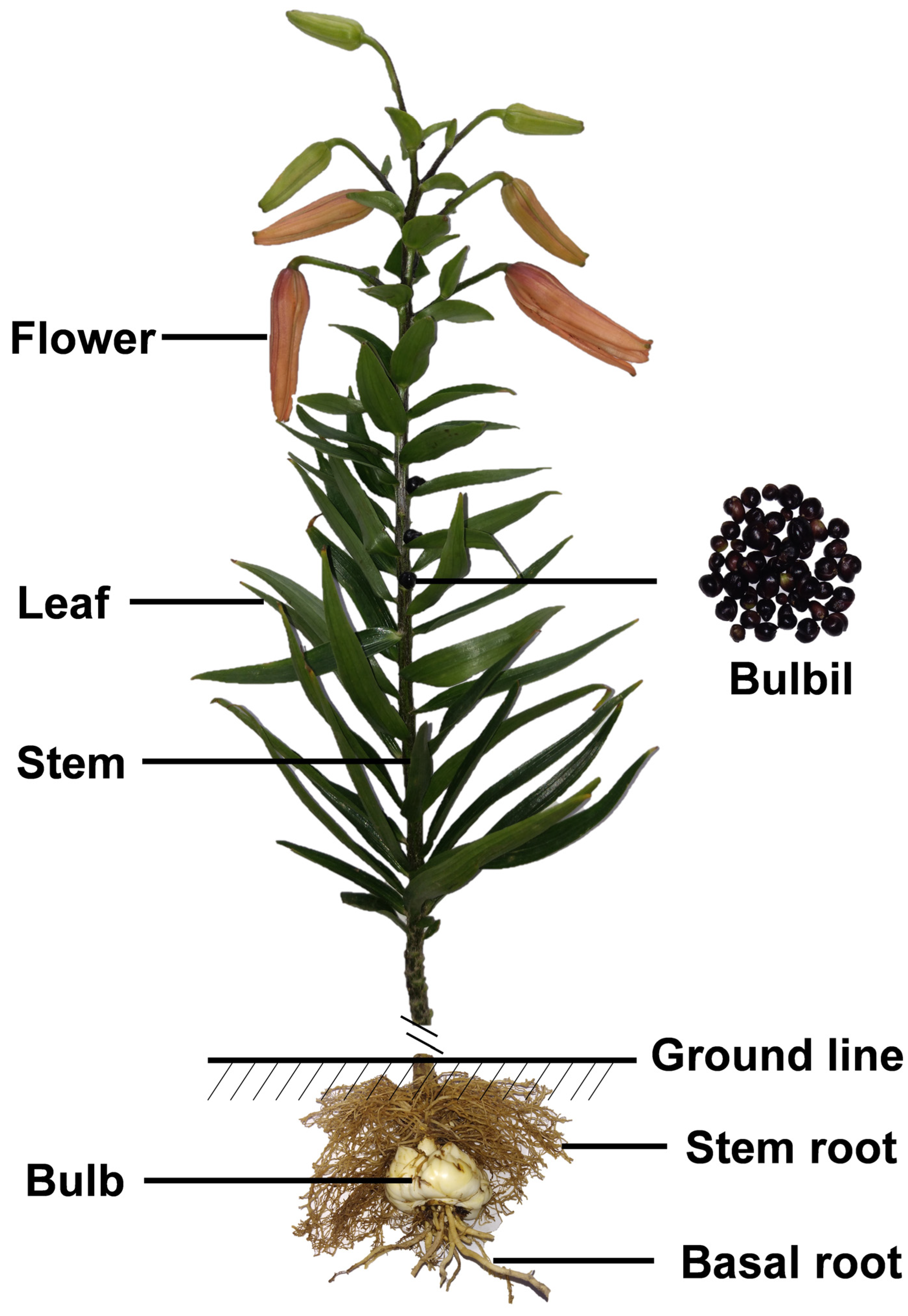 Antioxidants 11 01458 g001