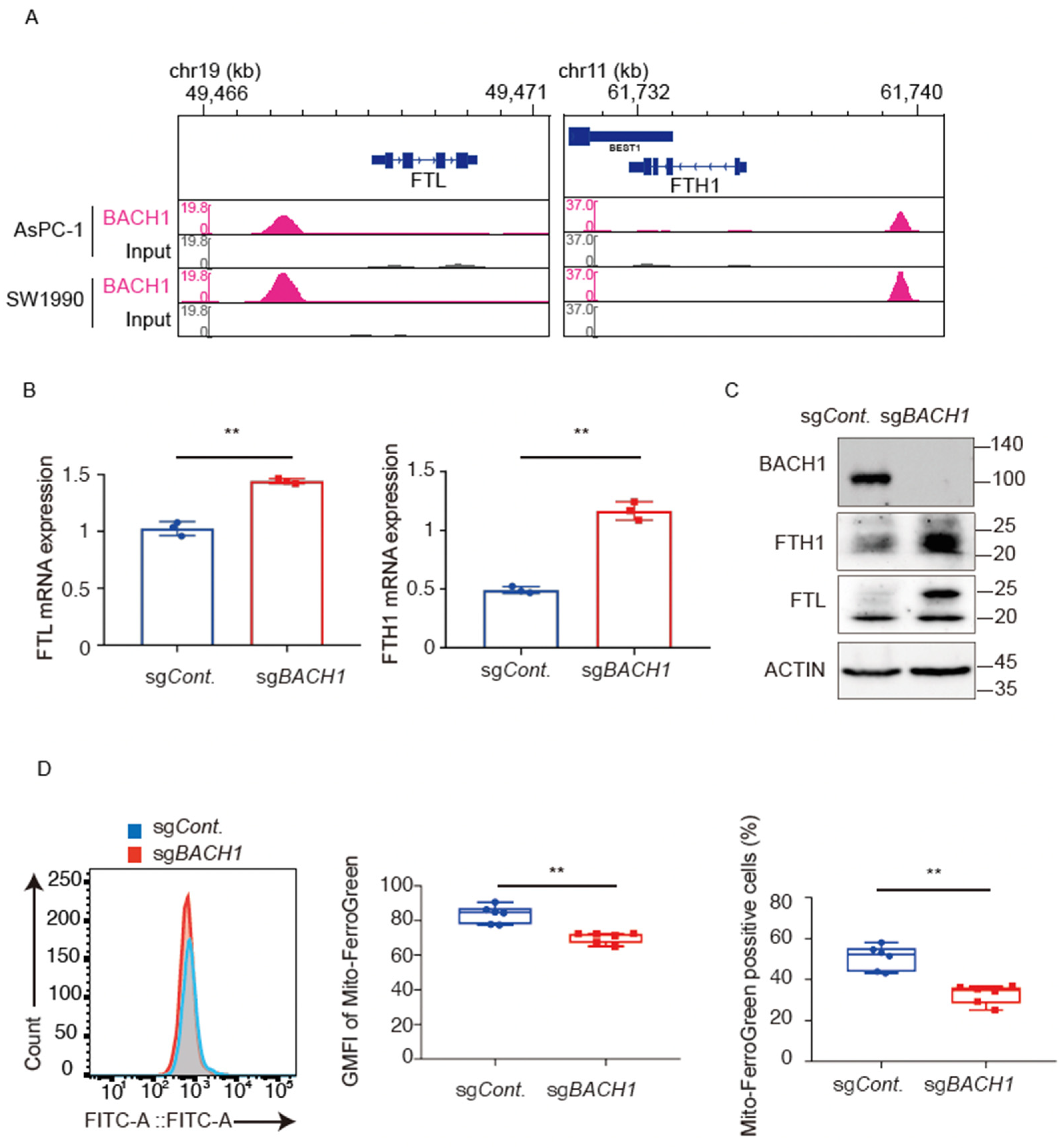 Antioxidants 11 01460 g003