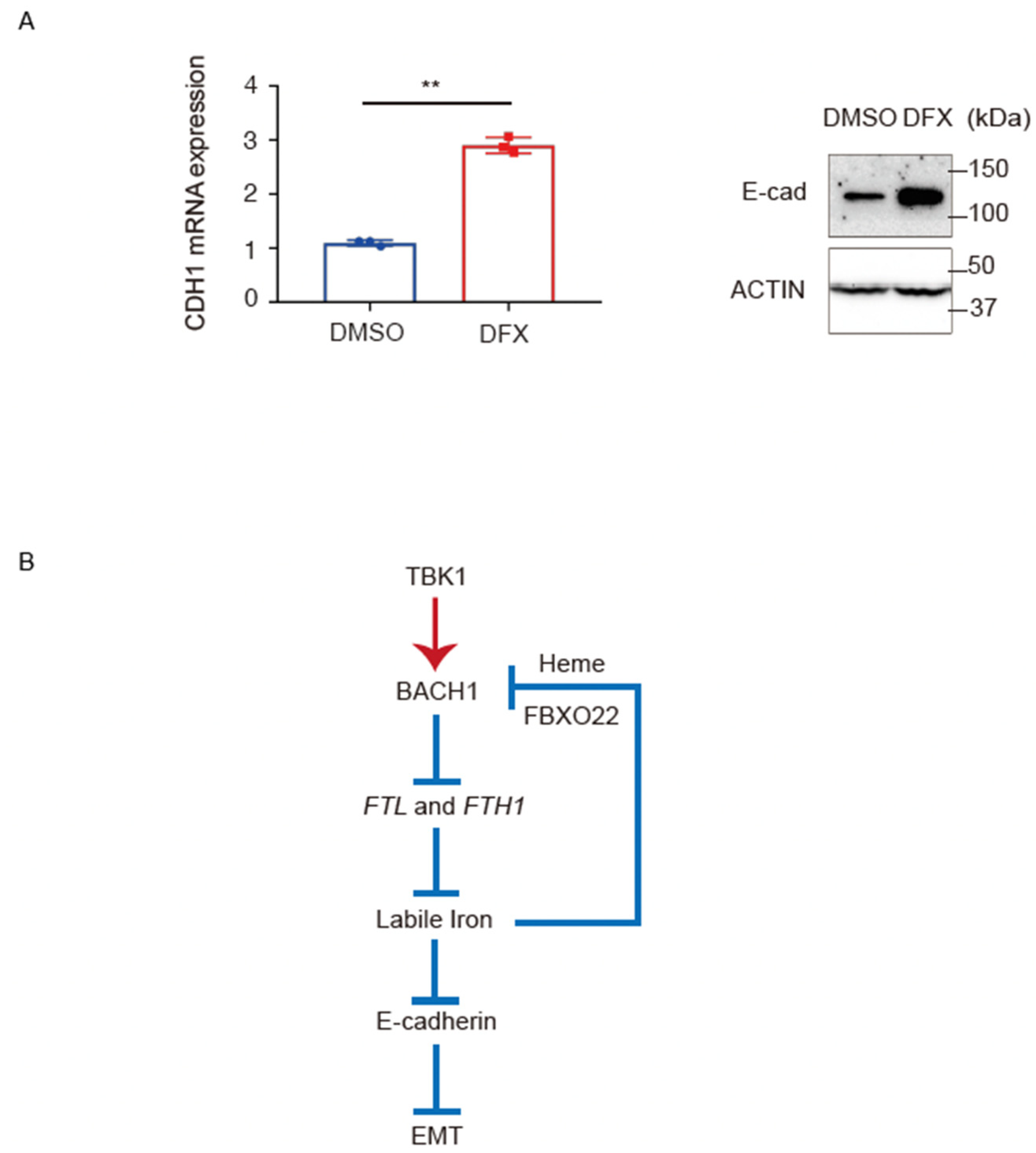 Antioxidants 11 01460 g005