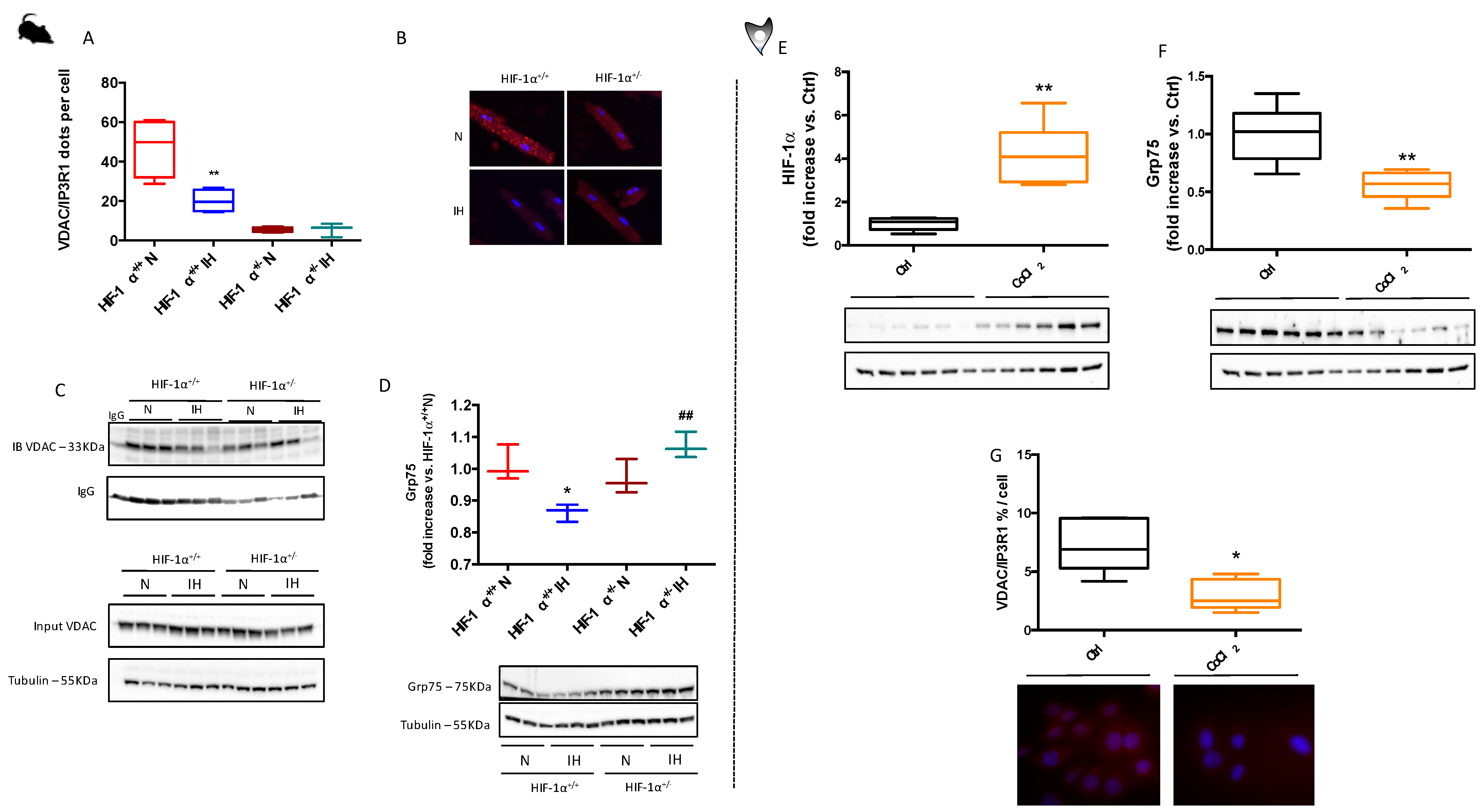 Antioxidants 11 01462 g004