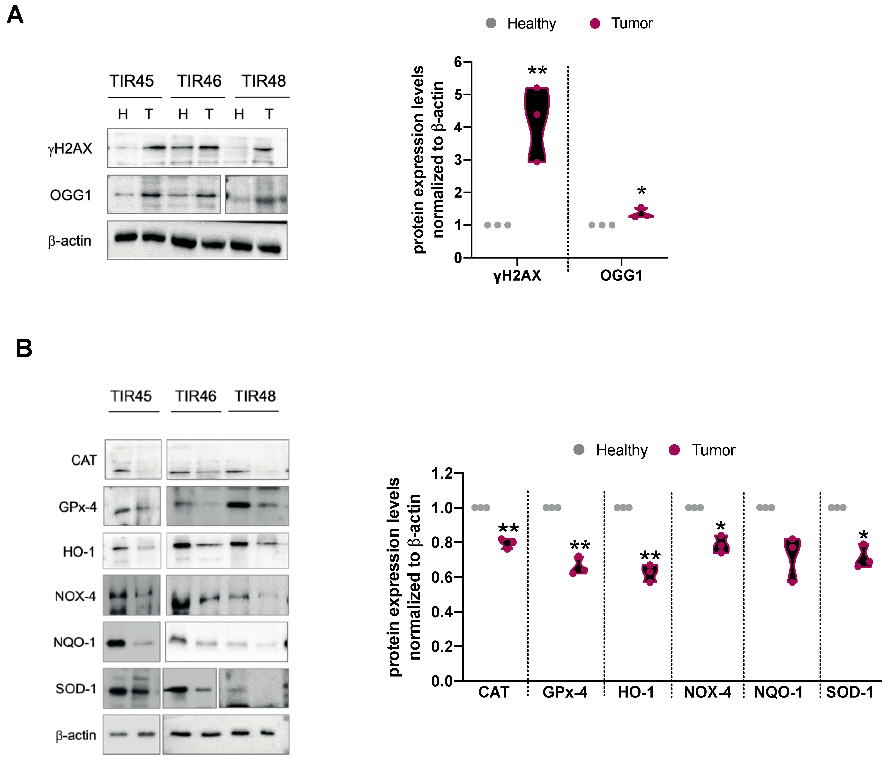 Antioxidants 11 01463 g004