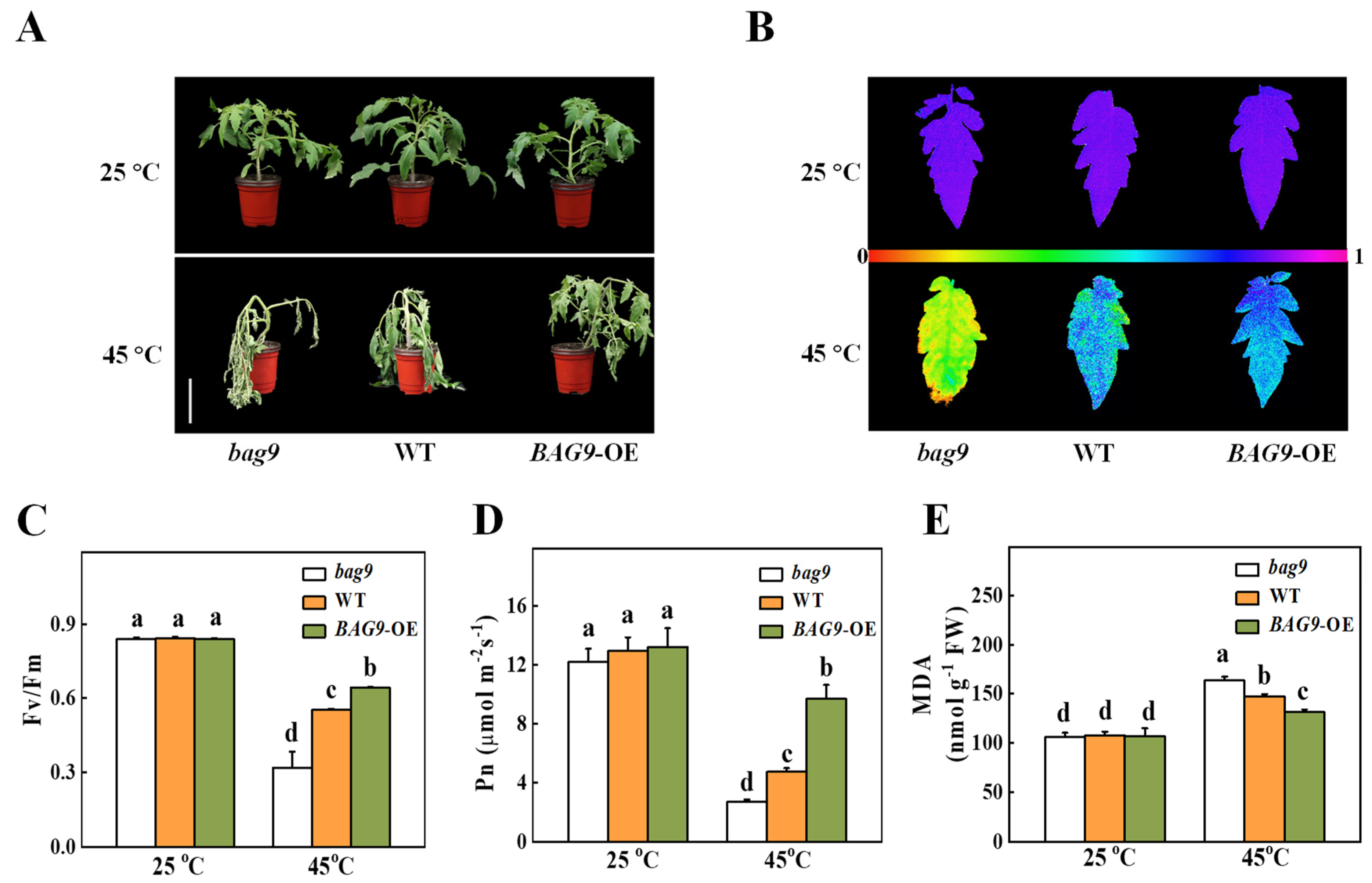 Antioxidants 11 01467 g003