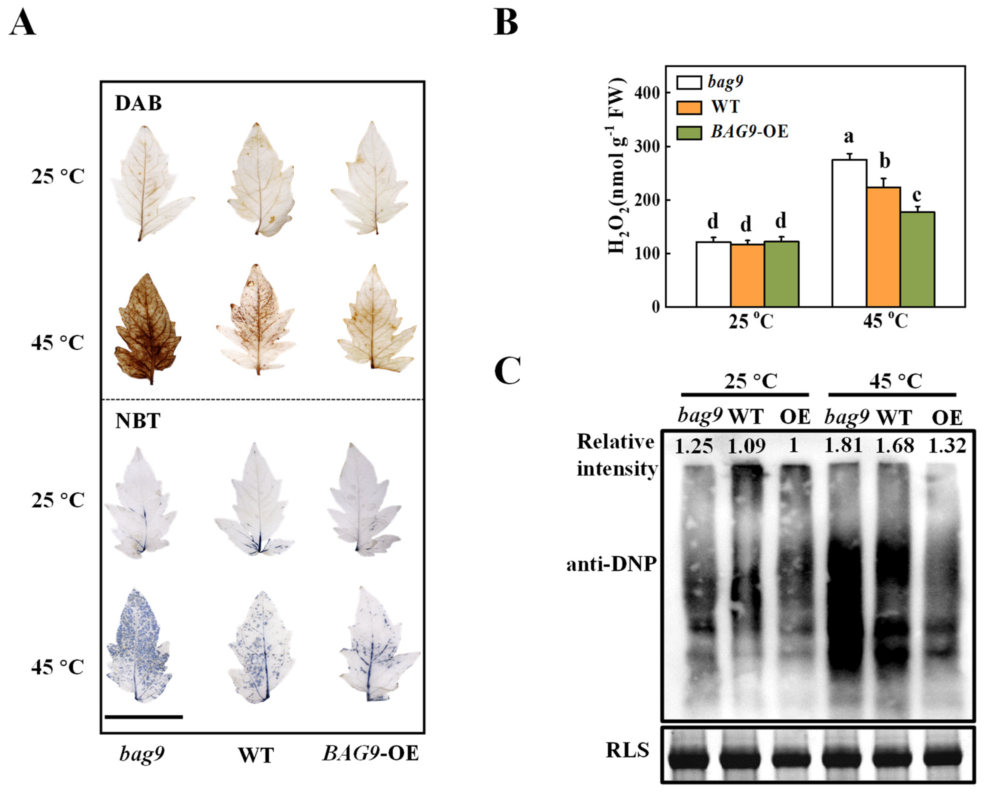 Antioxidants 11 01467 g004