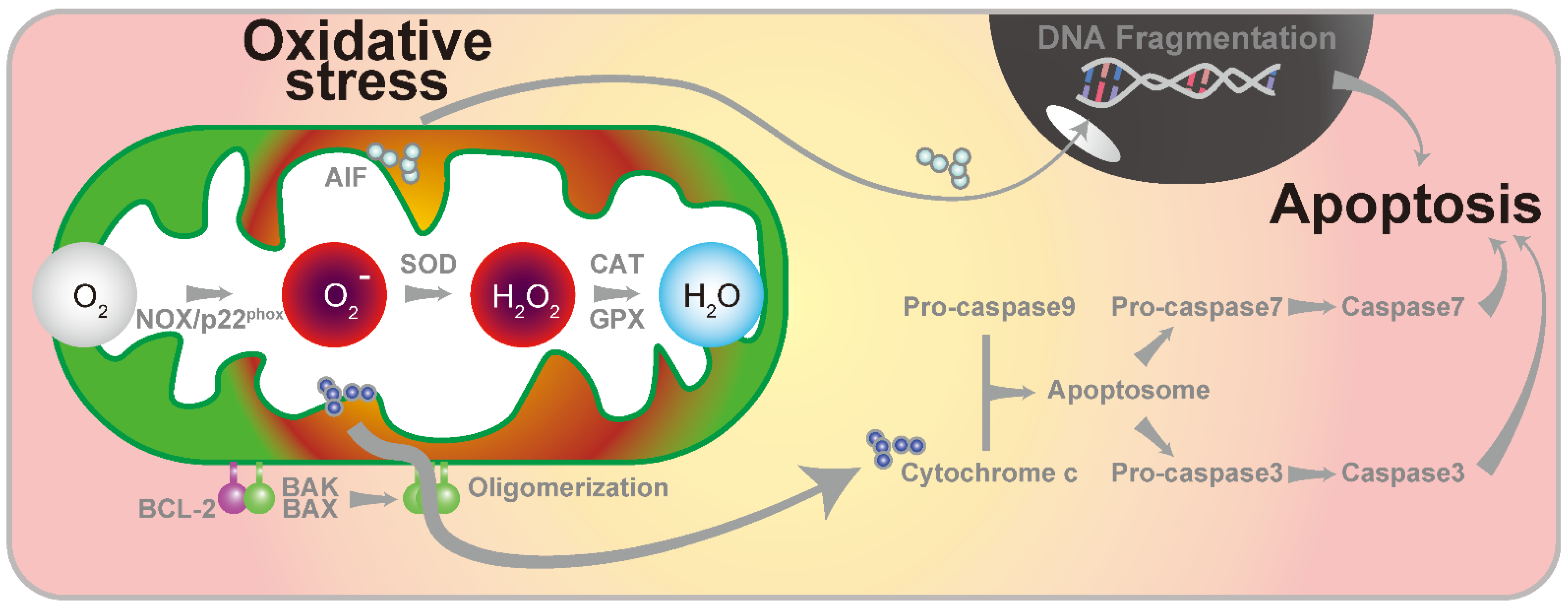 Antioxidants 11 01469 g002