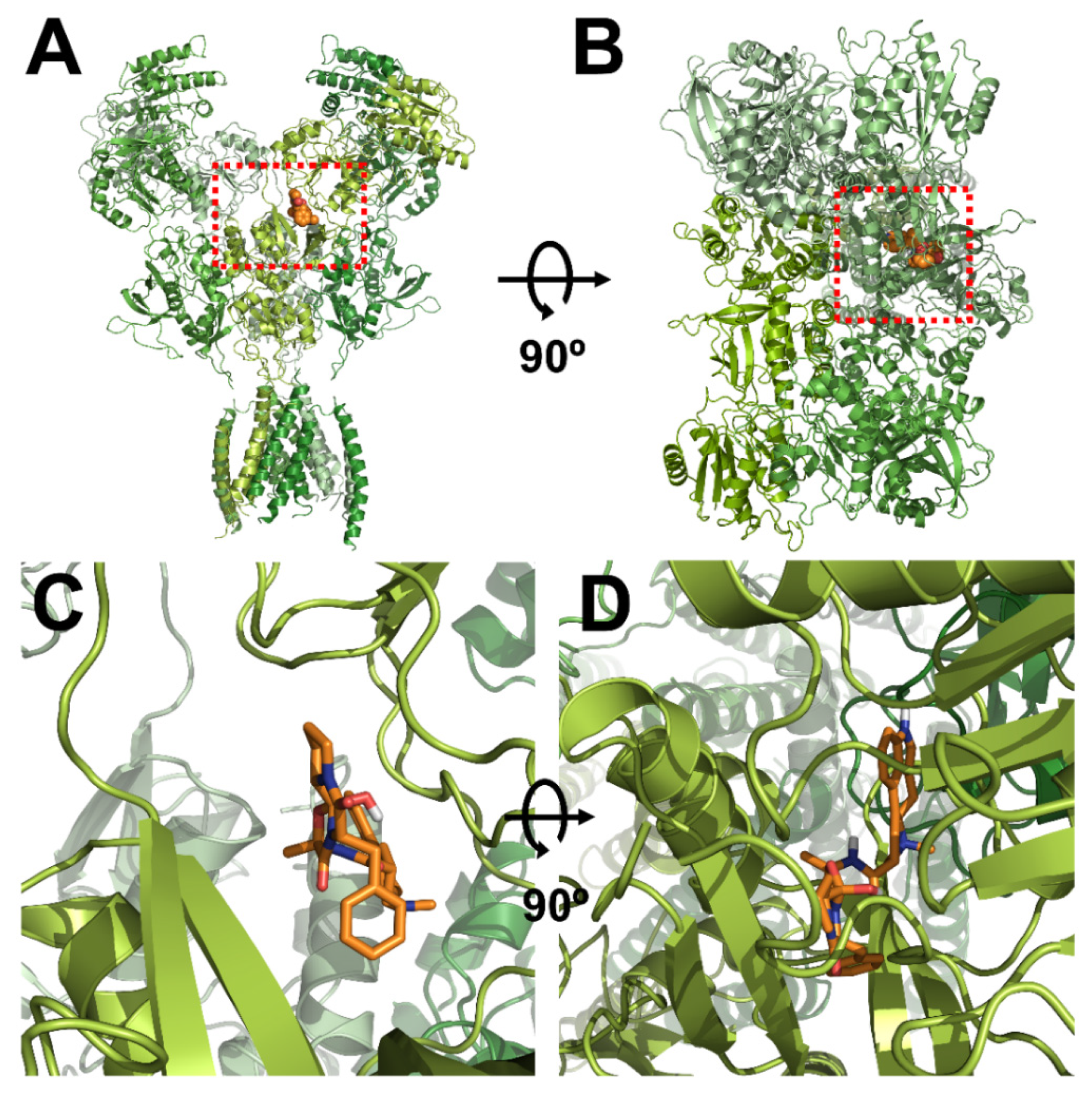 Antioxidants 11 01471 g003
