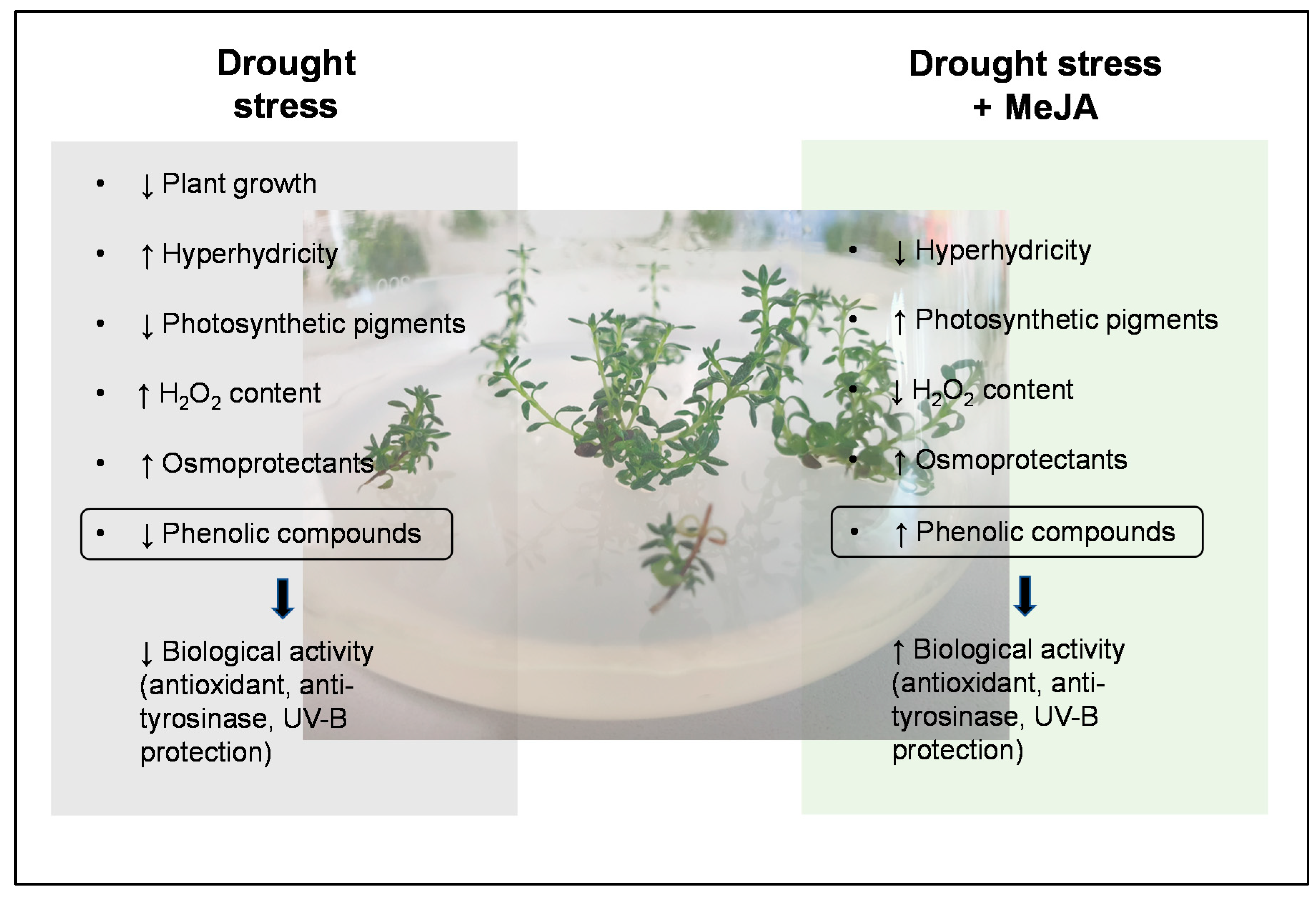 Antioxidants 11 01475 g008