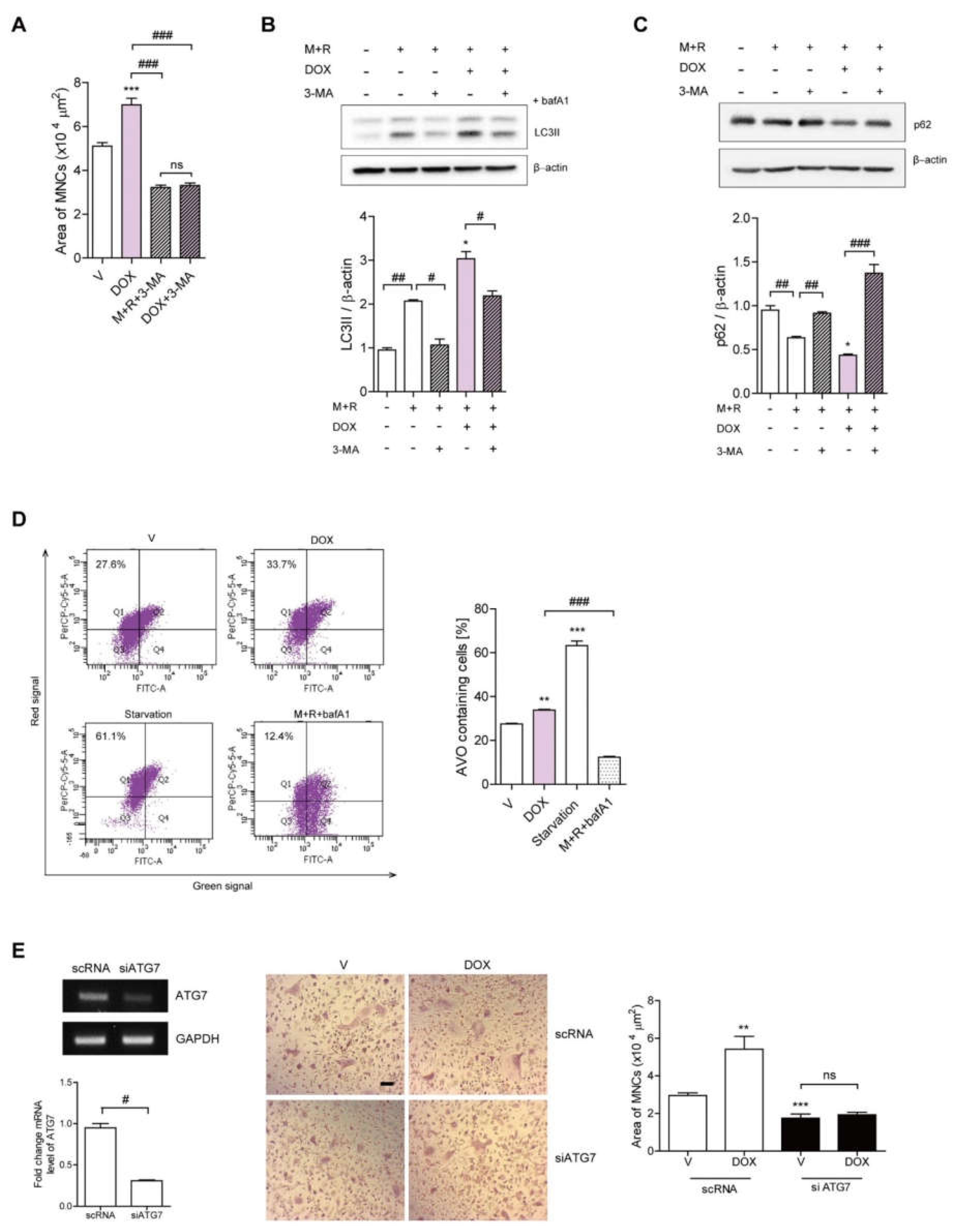 Antioxidants 11 01476 g002