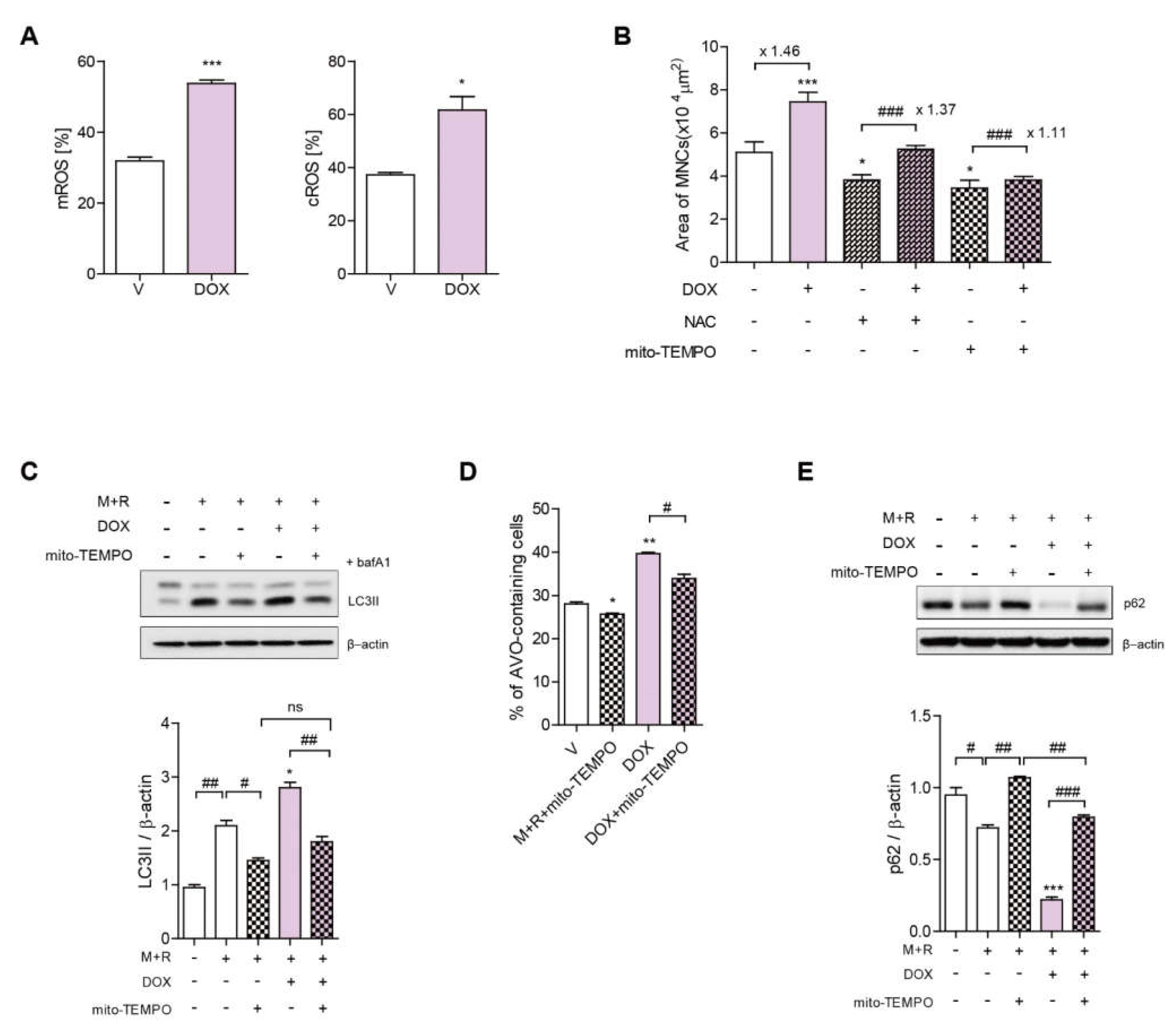Antioxidants 11 01476 g003