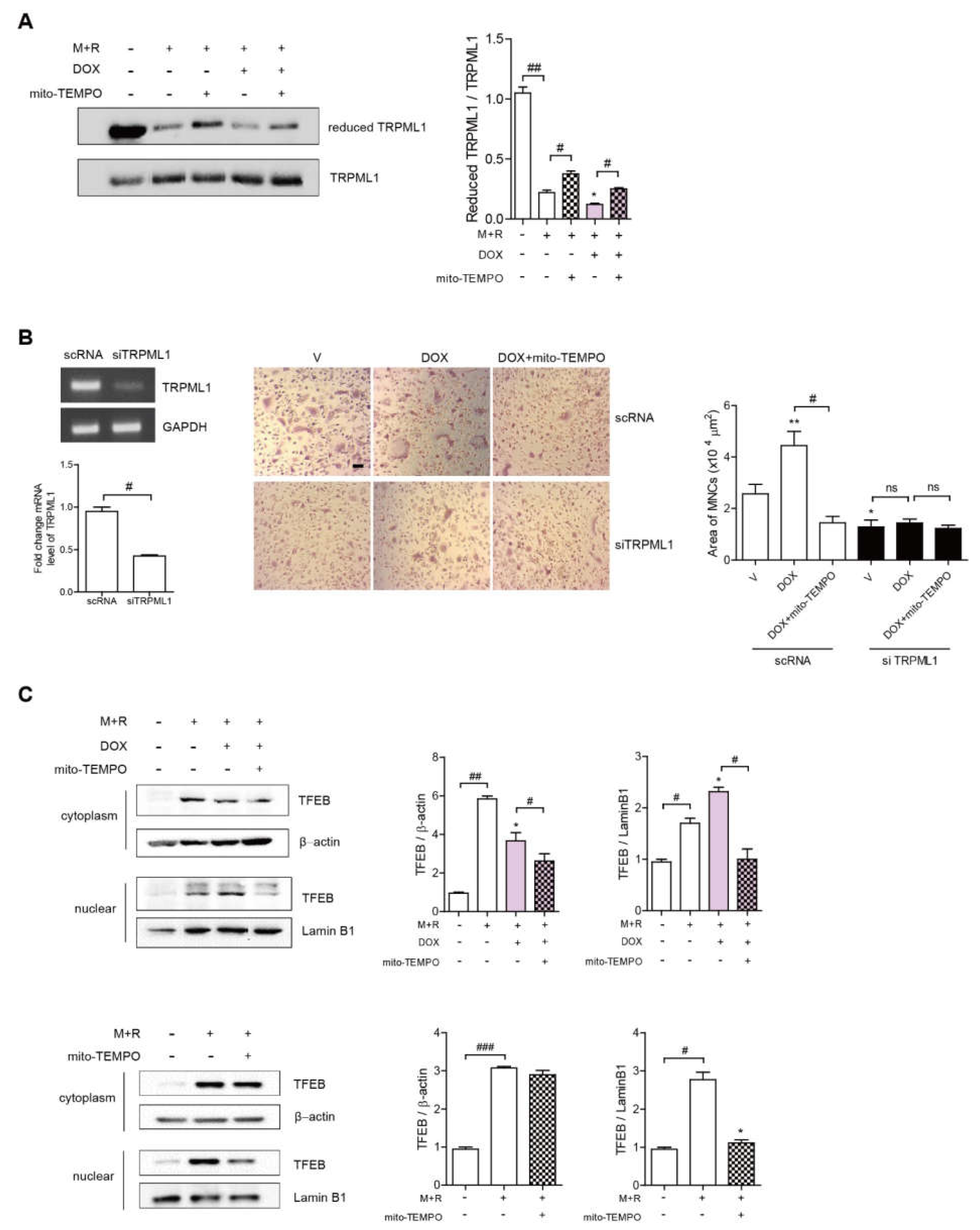 Antioxidants 11 01476 g004