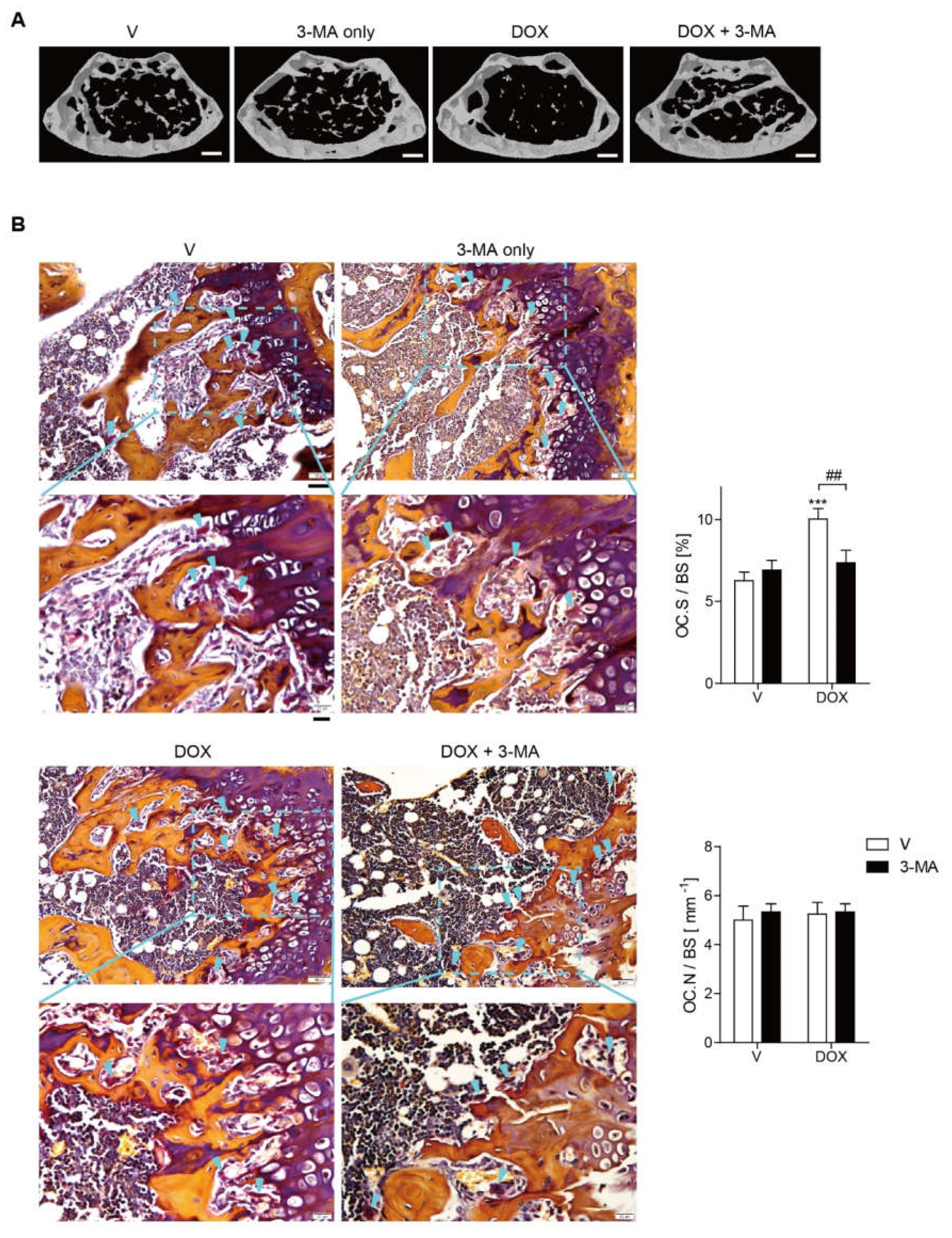 Antioxidants 11 01476 g005