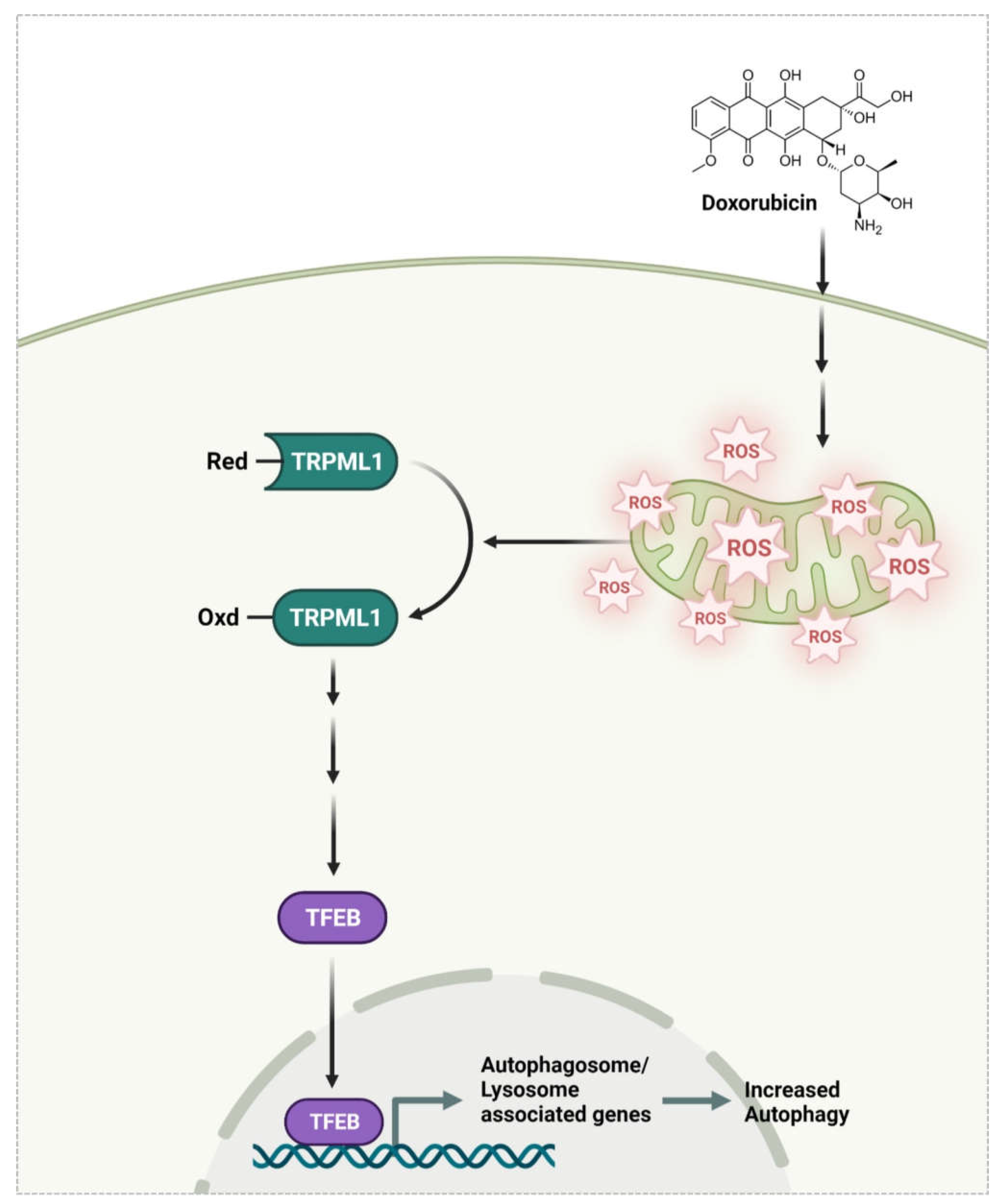 Antioxidants 11 01476 g006