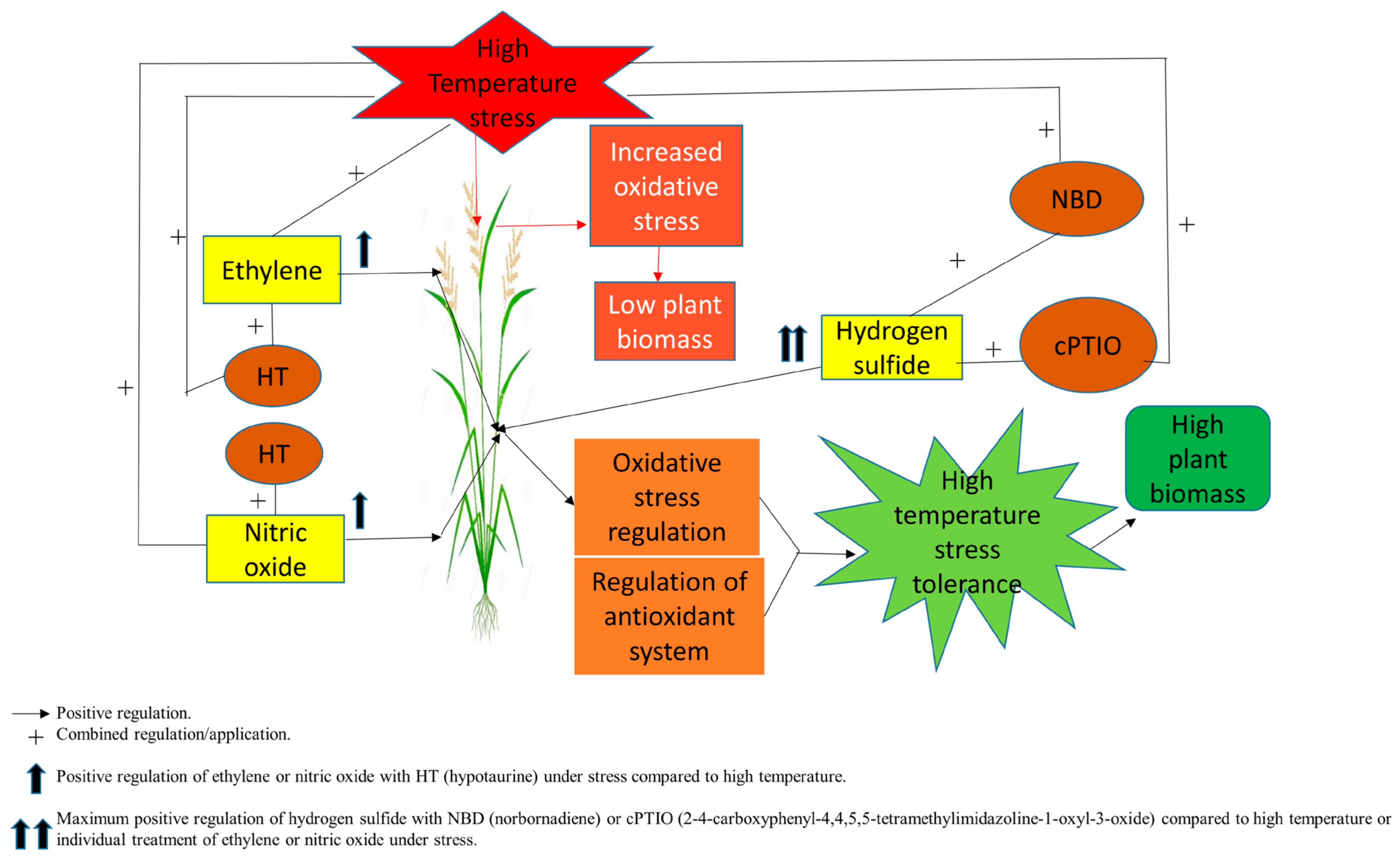 Antioxidants 11 01478 g008