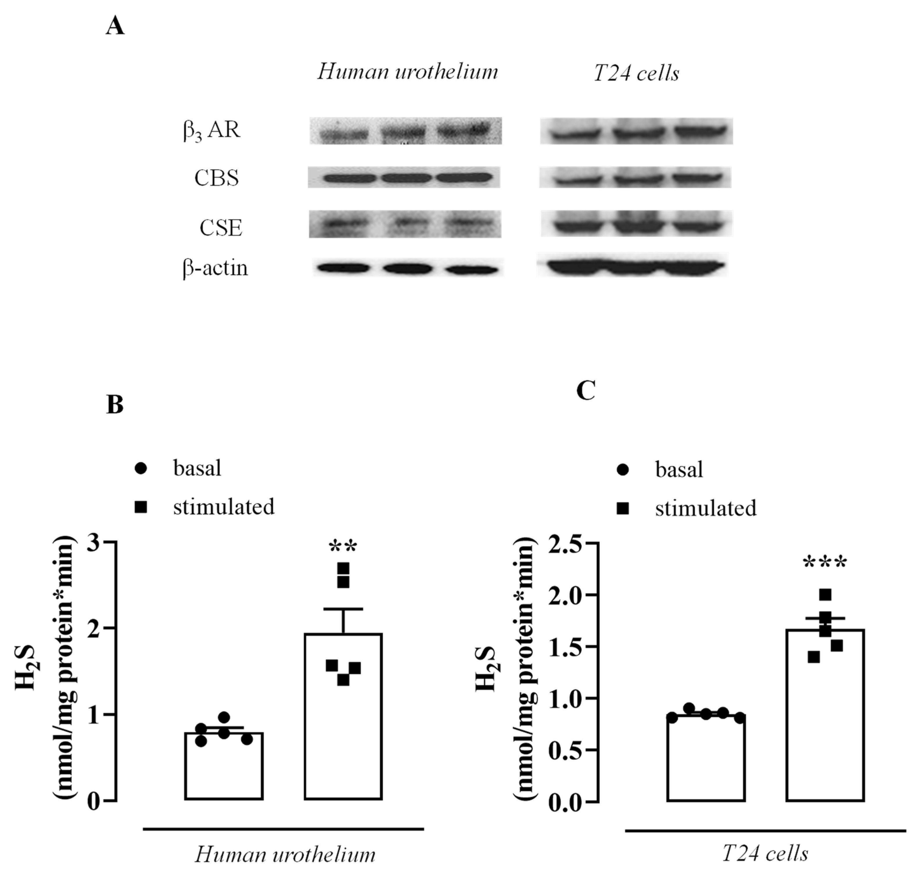 Antioxidants 11 01480 g001