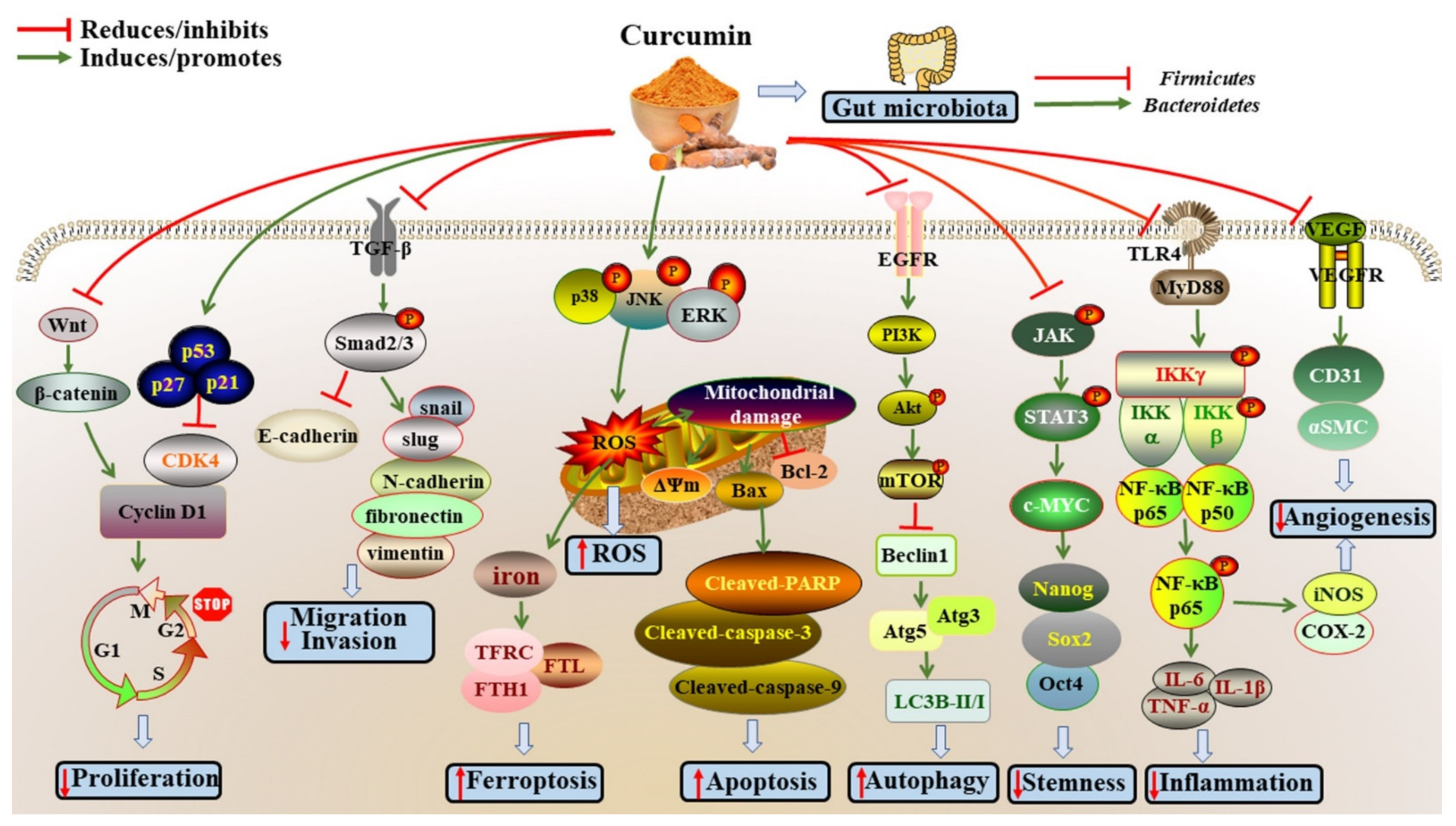 Antioxidants 11 01481 g001
