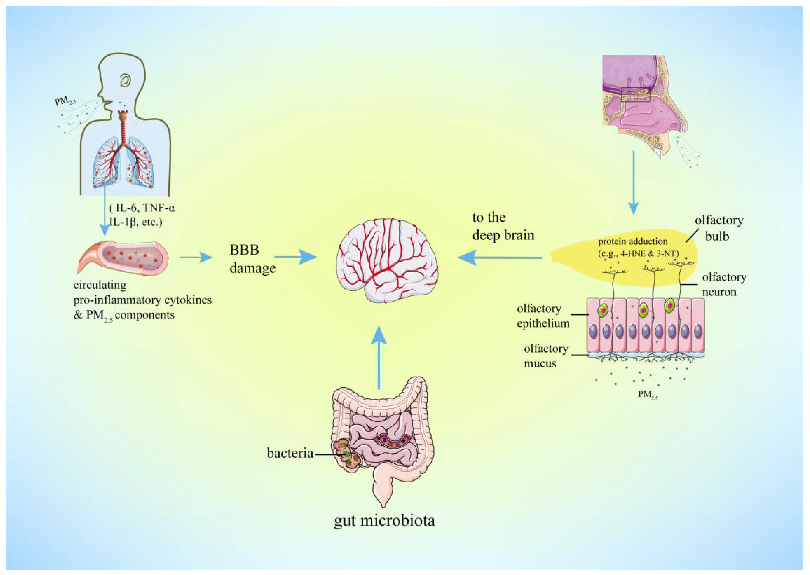 Antioxidants 11 01482 g002