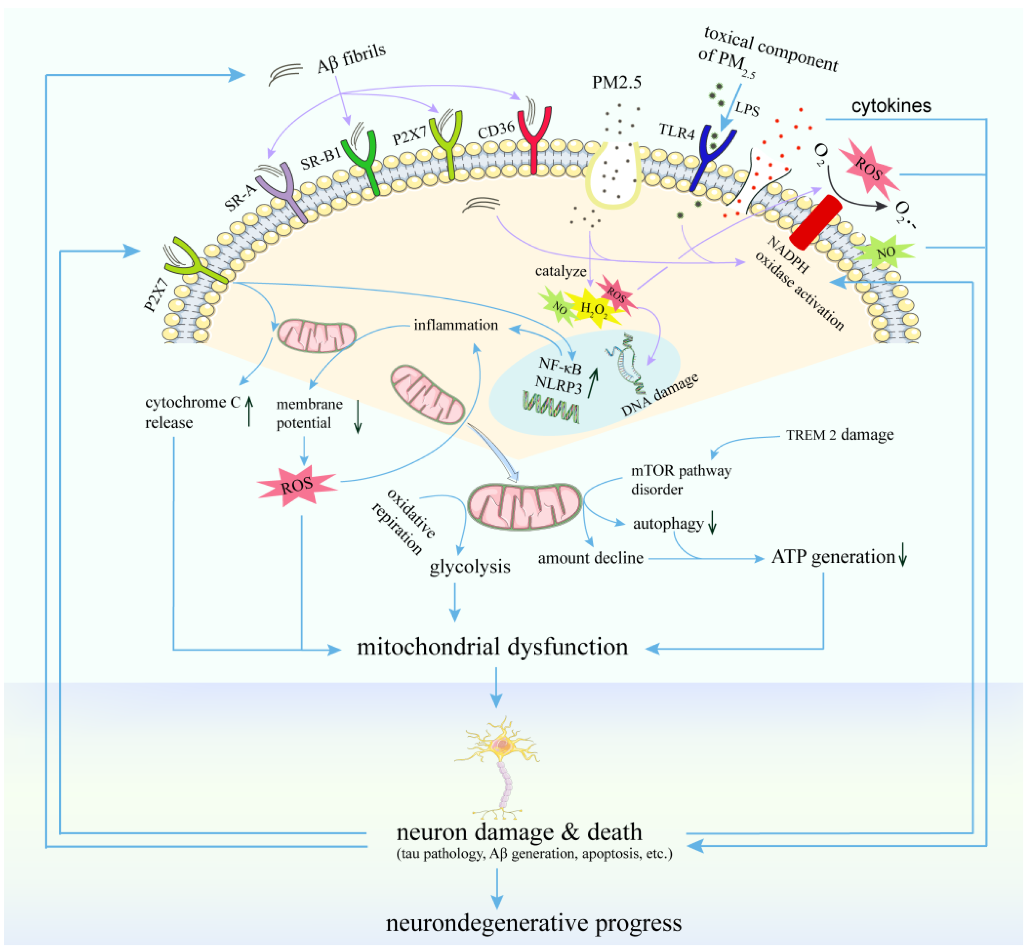 Antioxidants 11 01482 g003