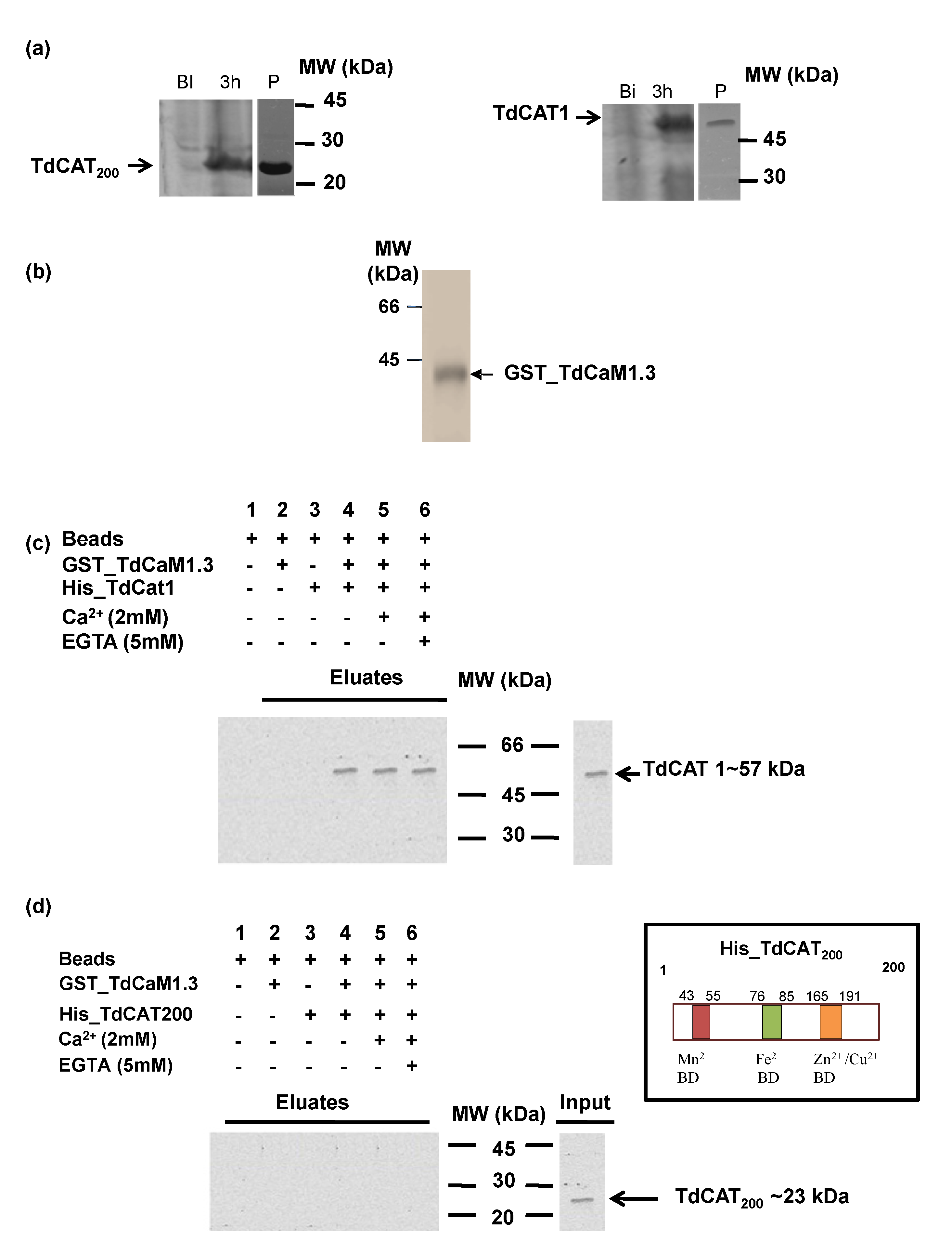 Antioxidants 11 01483 g004