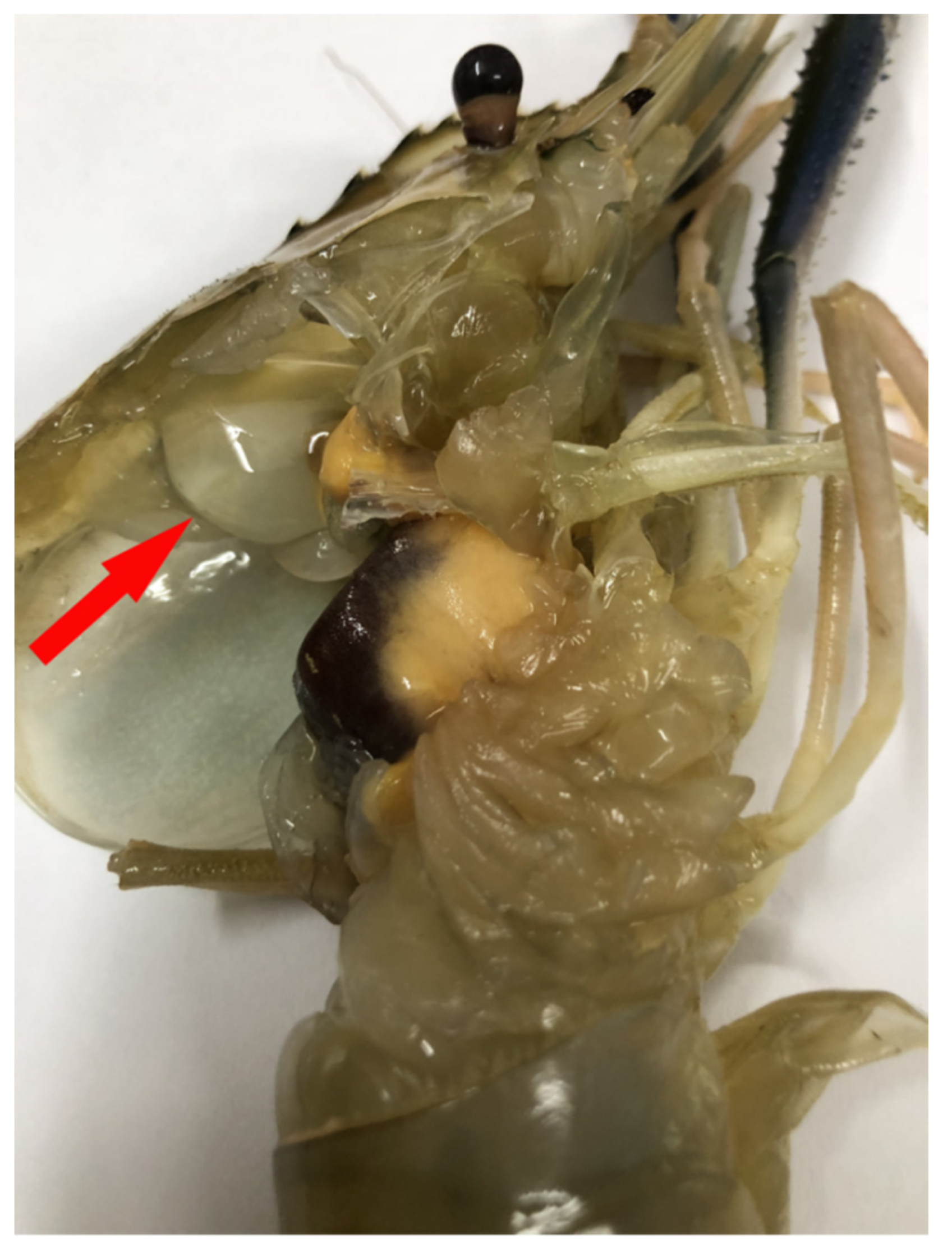 Antioxidants 11 01491 g001