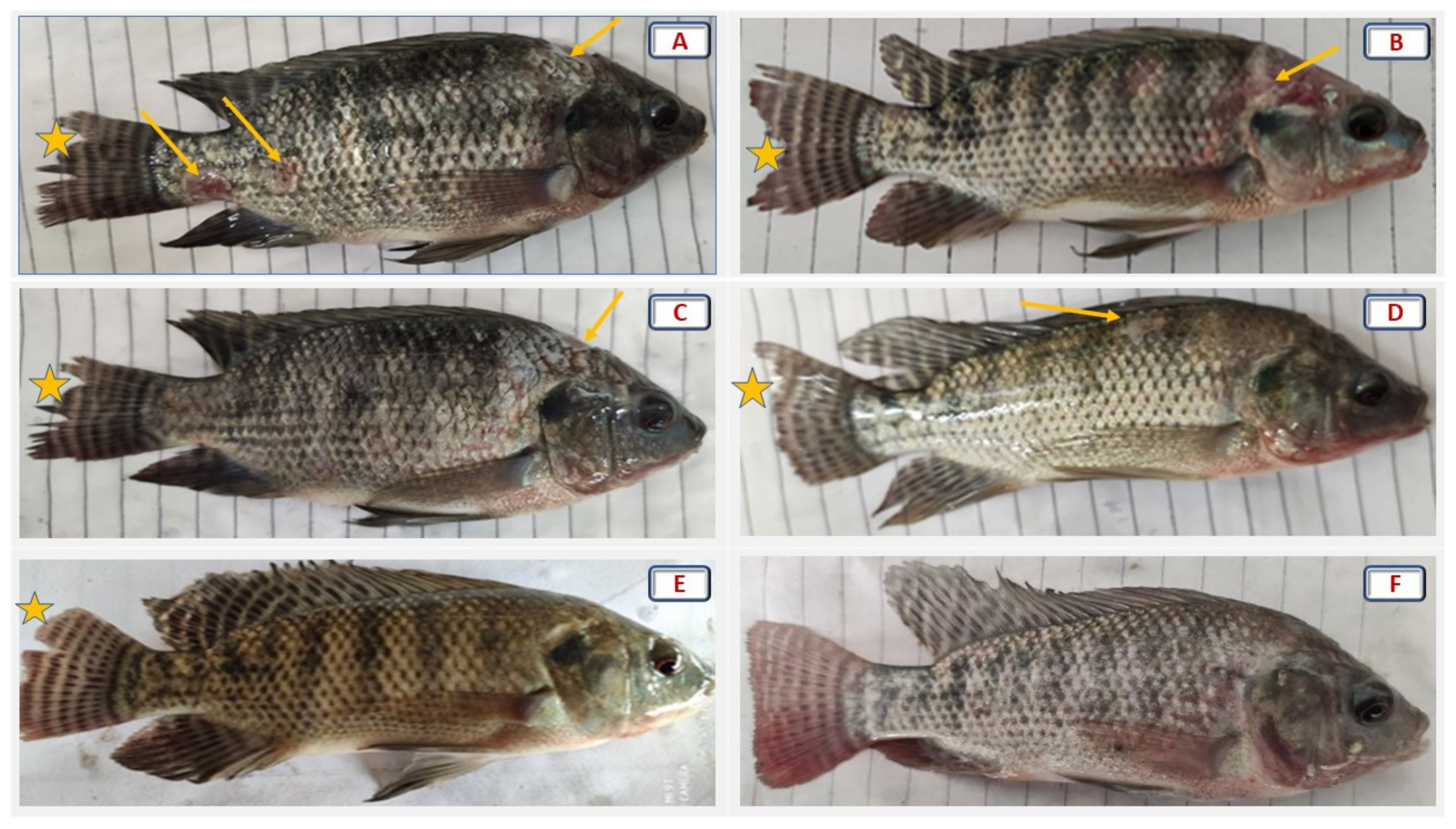 Antioxidants 11 01494 g006