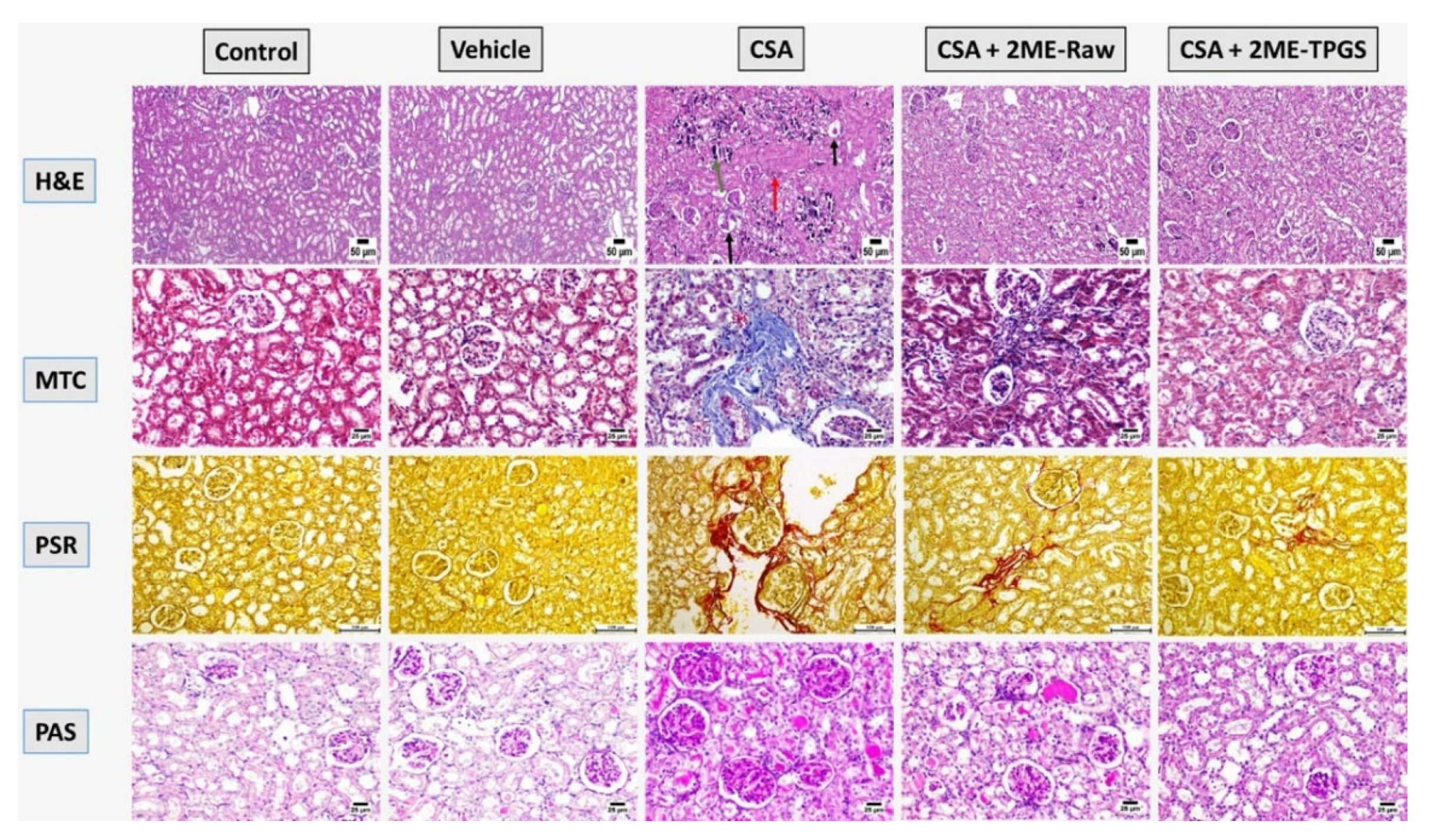 Antioxidants 11 01499 g003