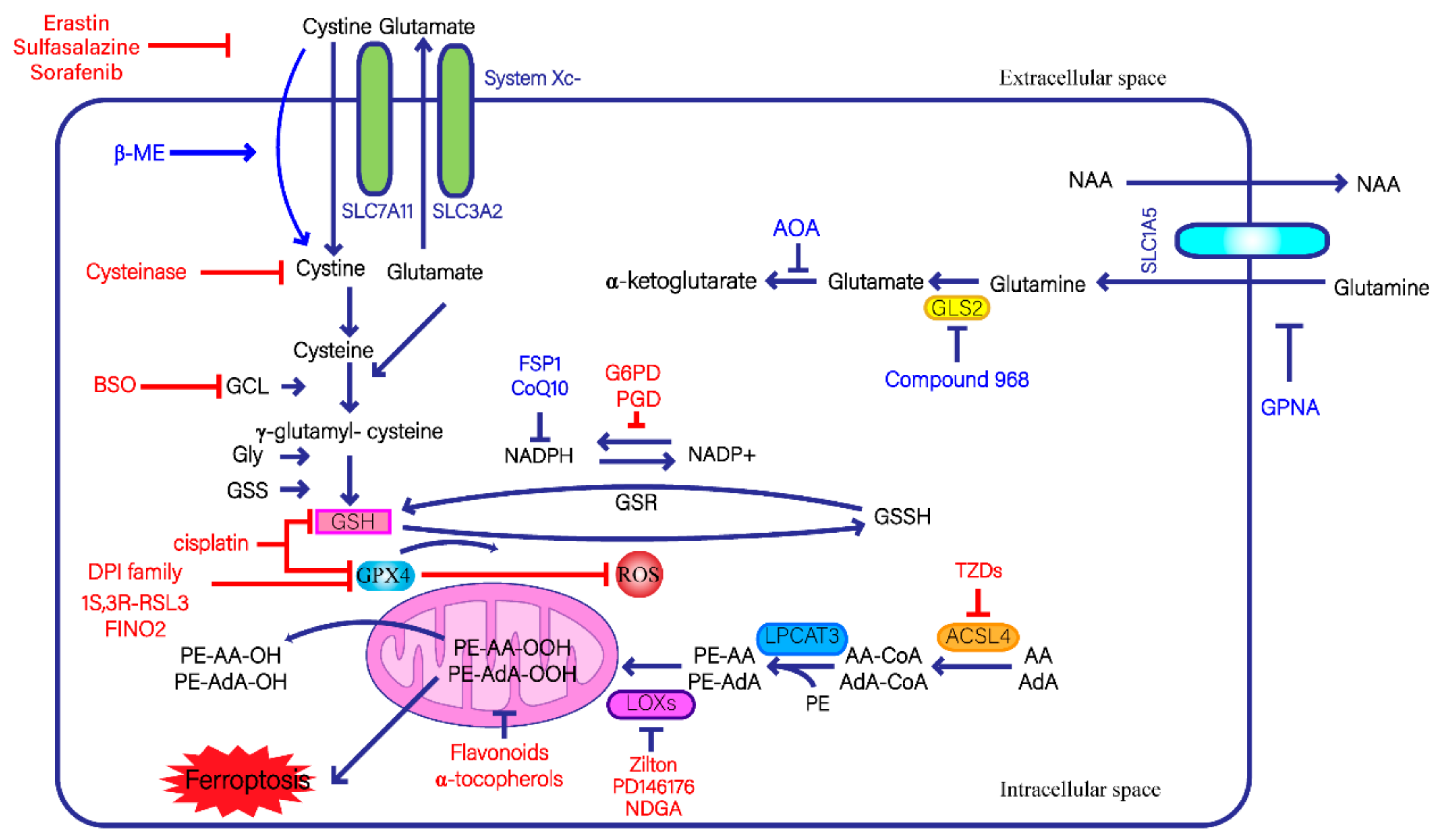 Antioxidants 11 01504 g001