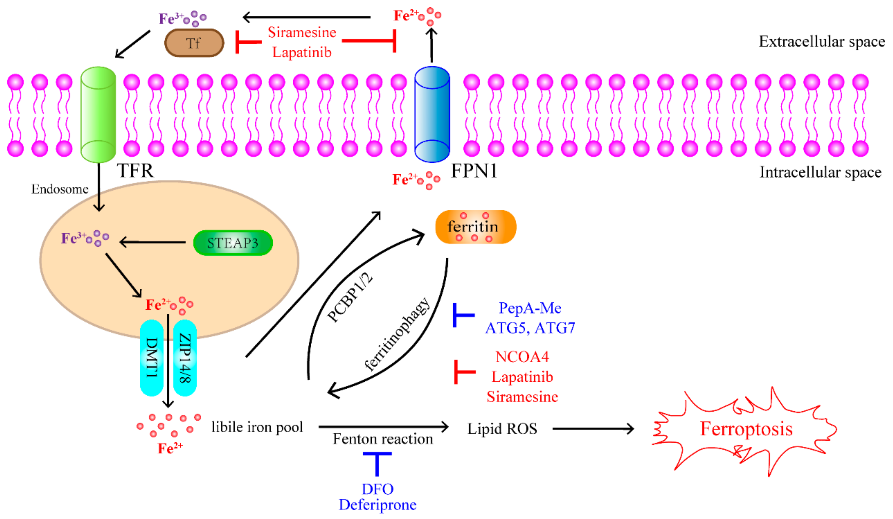 Antioxidants 11 01504 g002