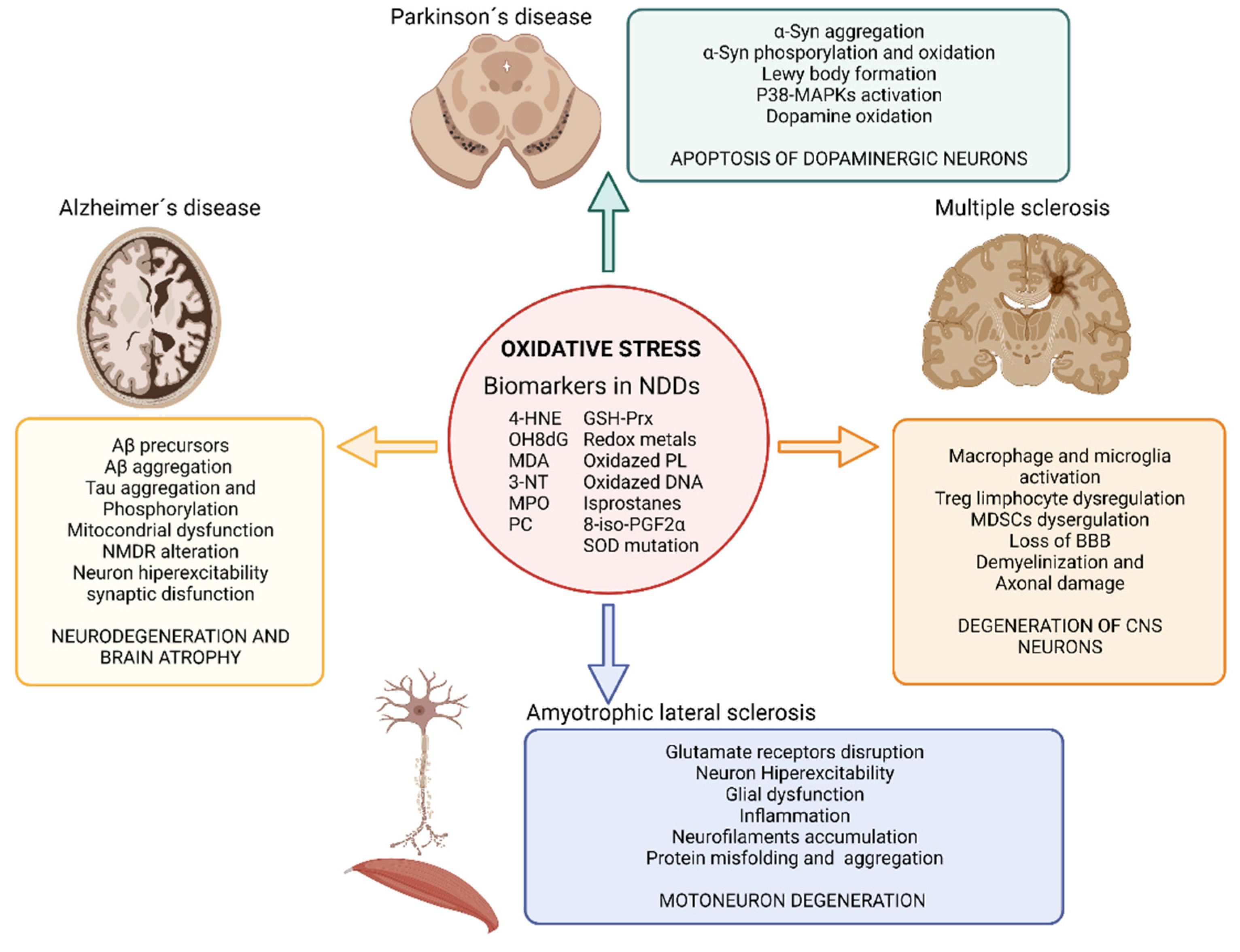 Antioxidants 11 01511 g002