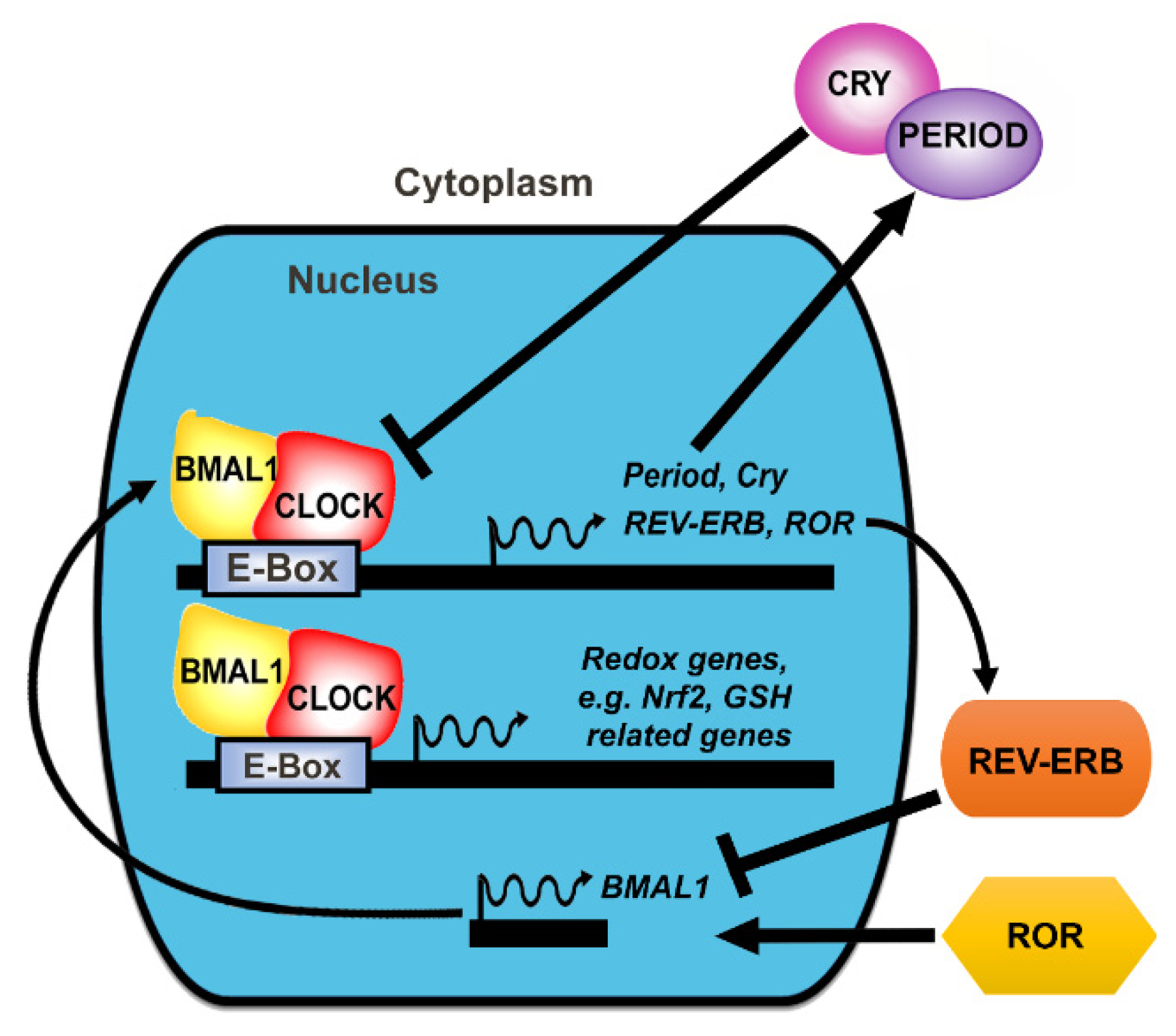 Antioxidants 11 01516 g002
