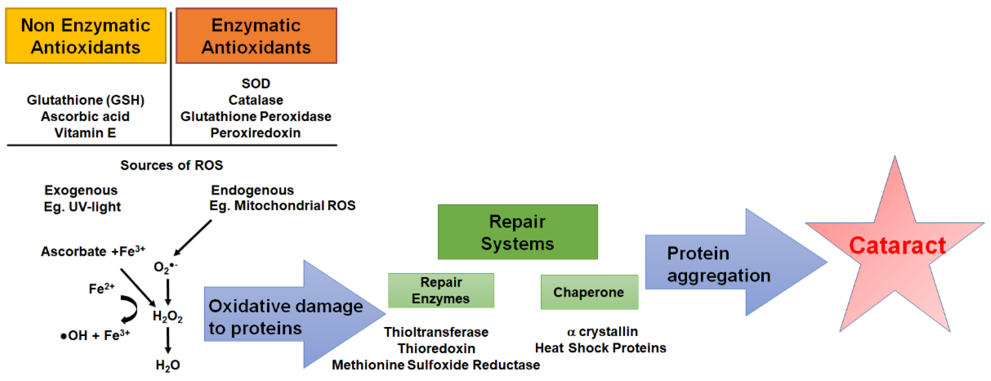 Antioxidants 11 01516 g004