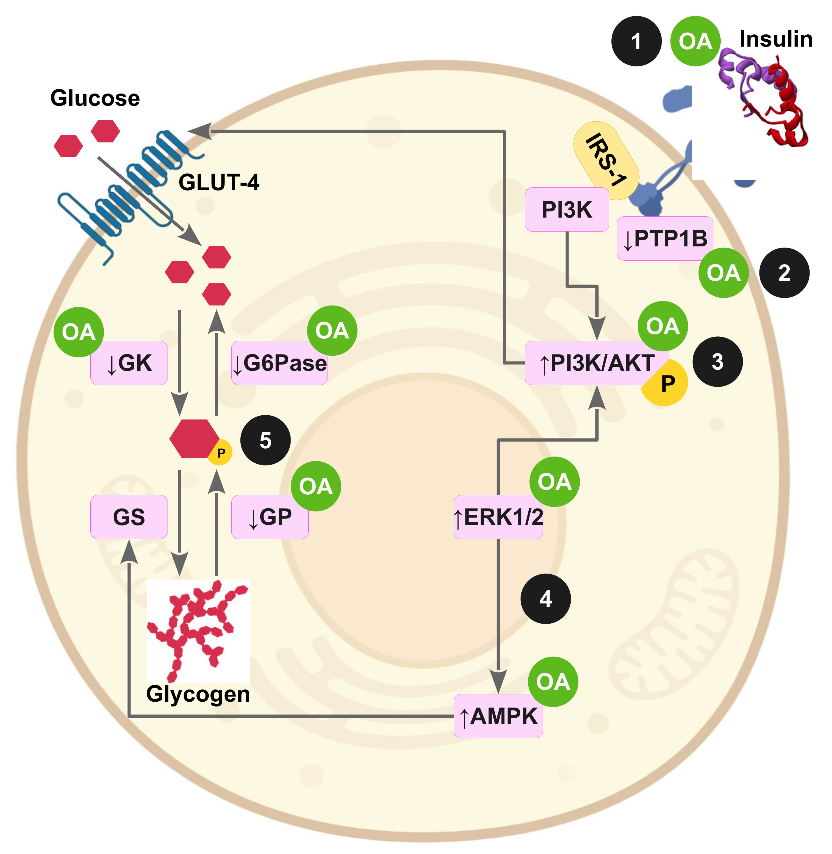 Antioxidants 11 01517 g003