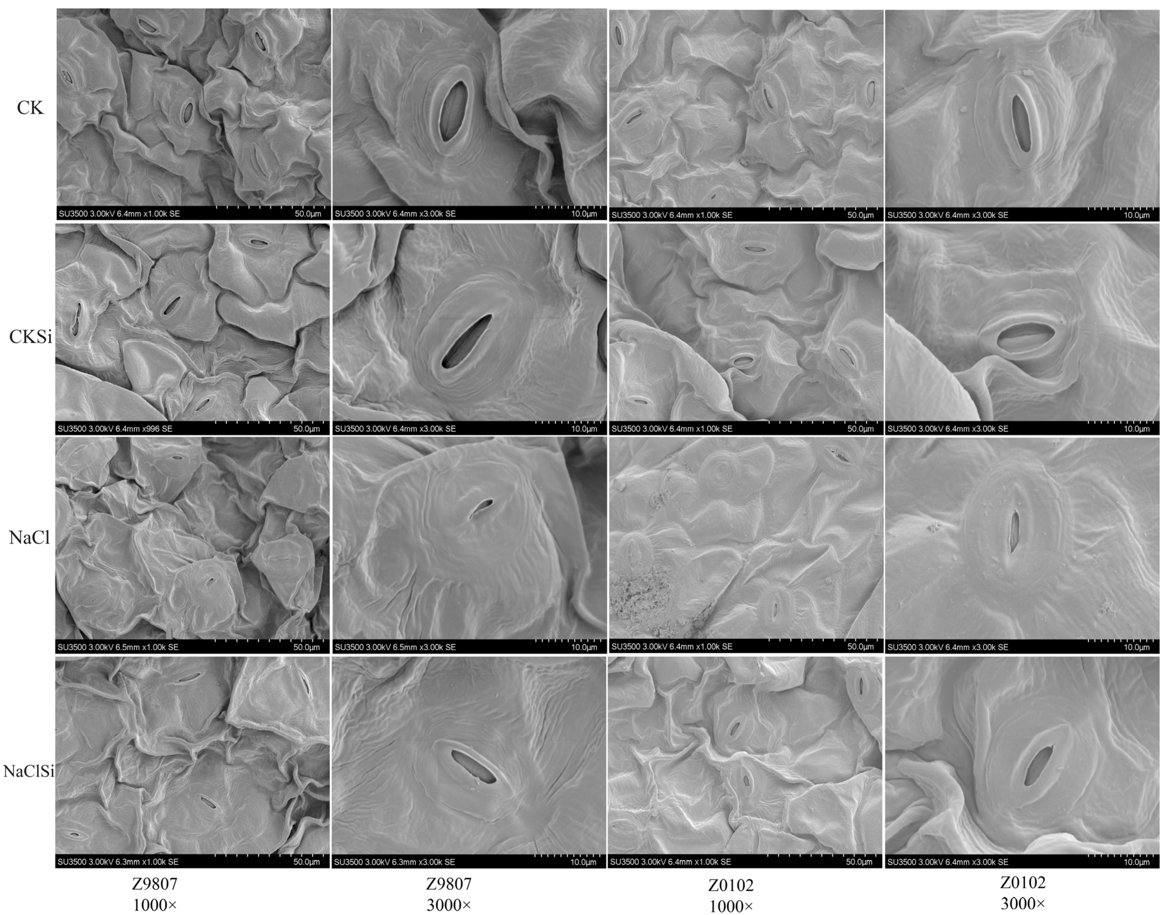 Antioxidants 11 01520 g006 Antioxidants 11 01520 g006
