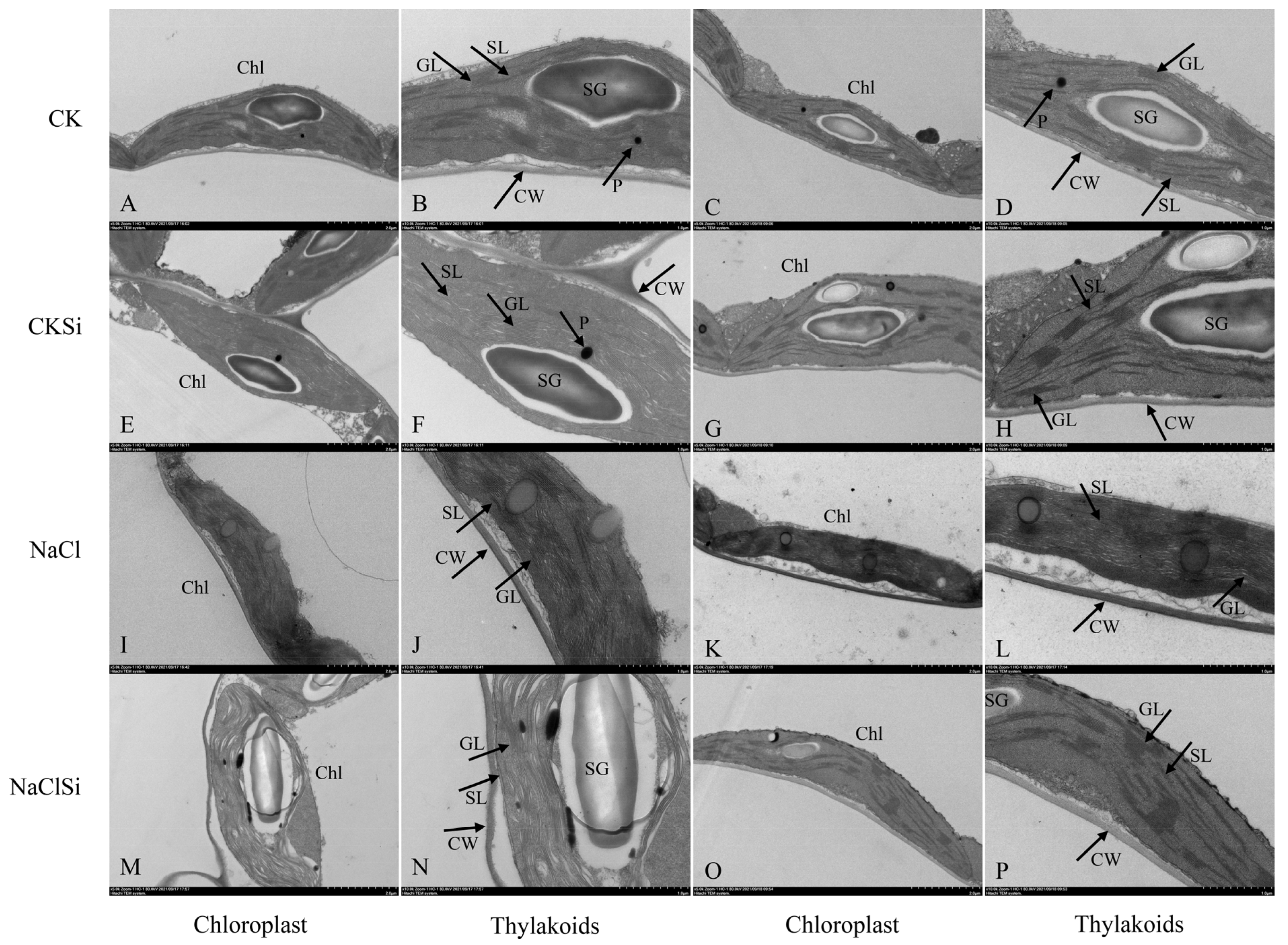 Antioxidants 11 01520 g007 Antioxidants 11 01520 g007