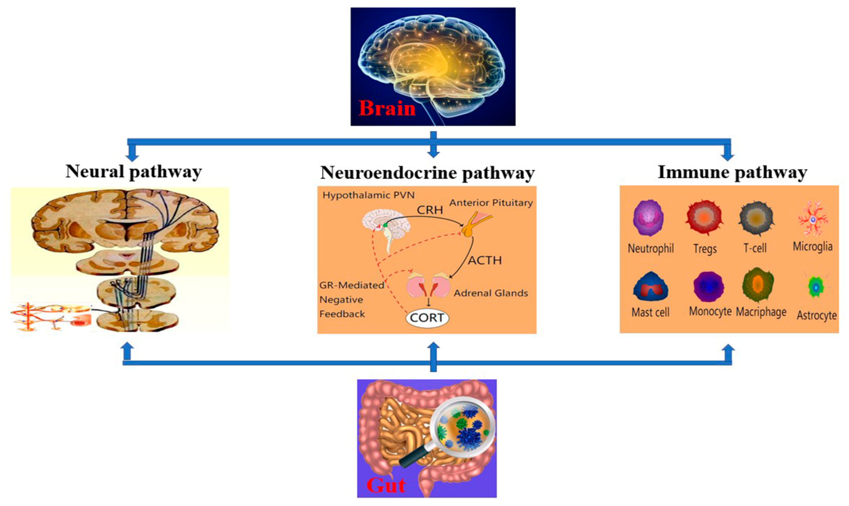 Antioxidants 11 01521 g001
