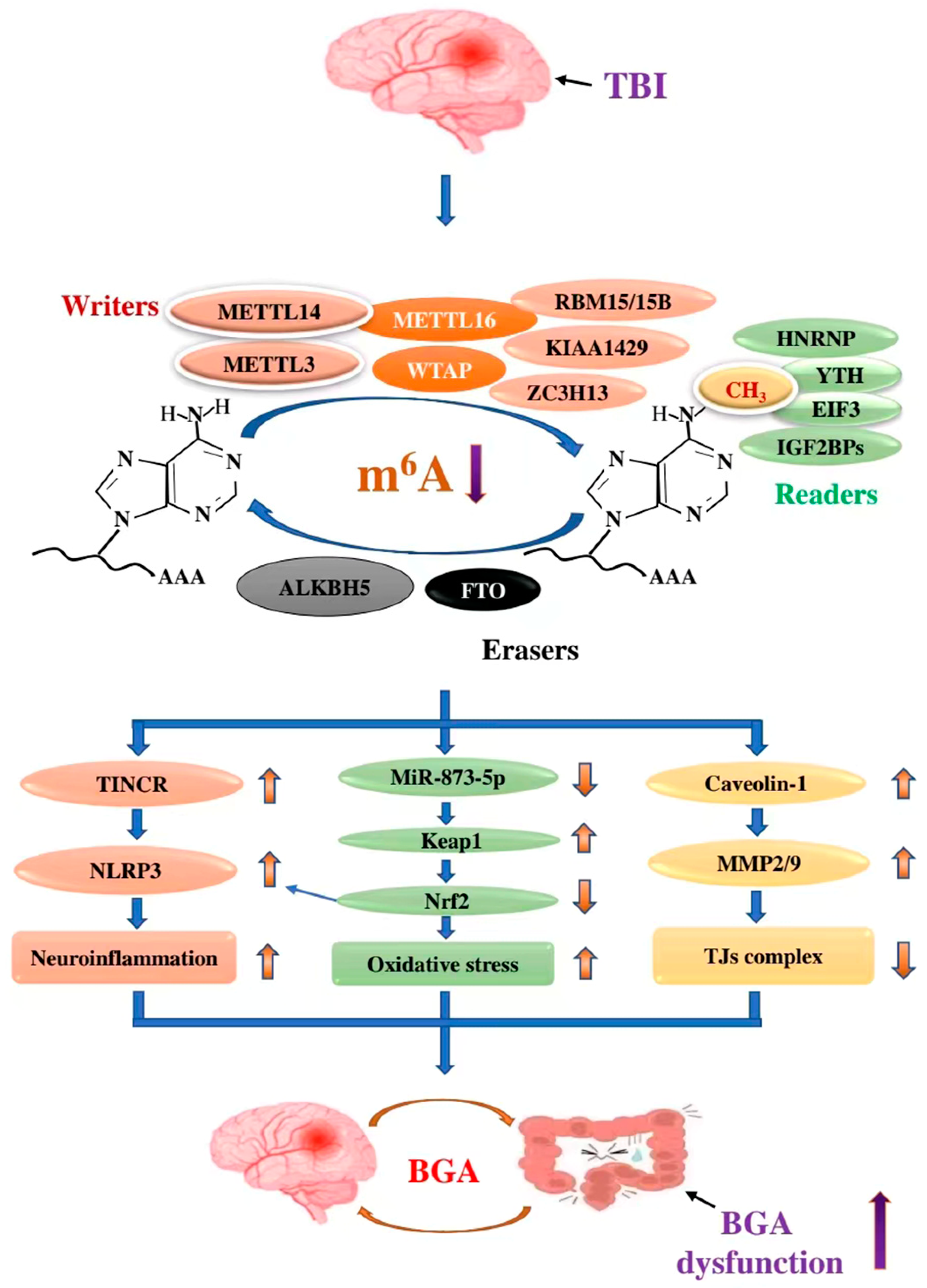 Antioxidants 11 01521 g008