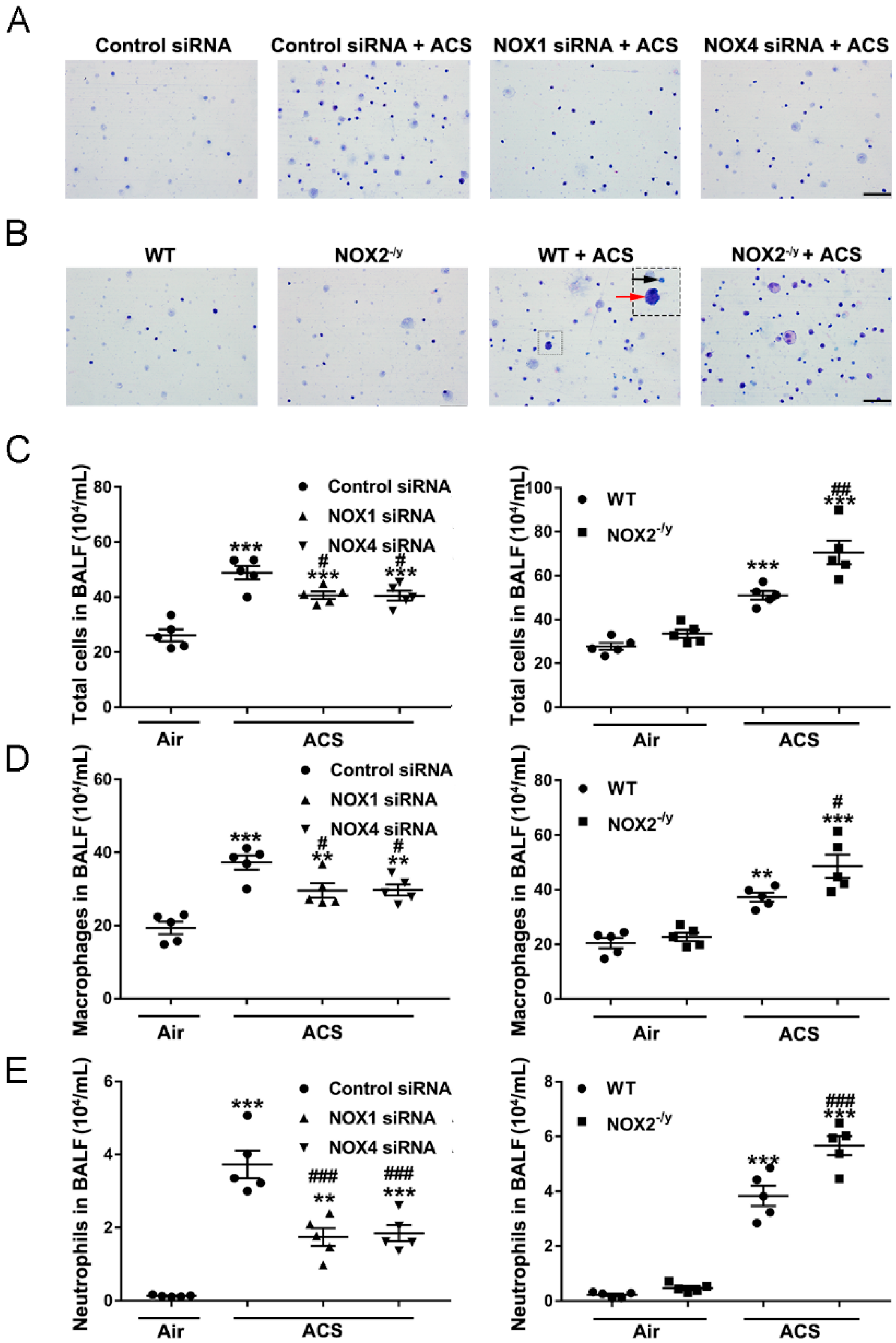 Antioxidants 11 01539 g004