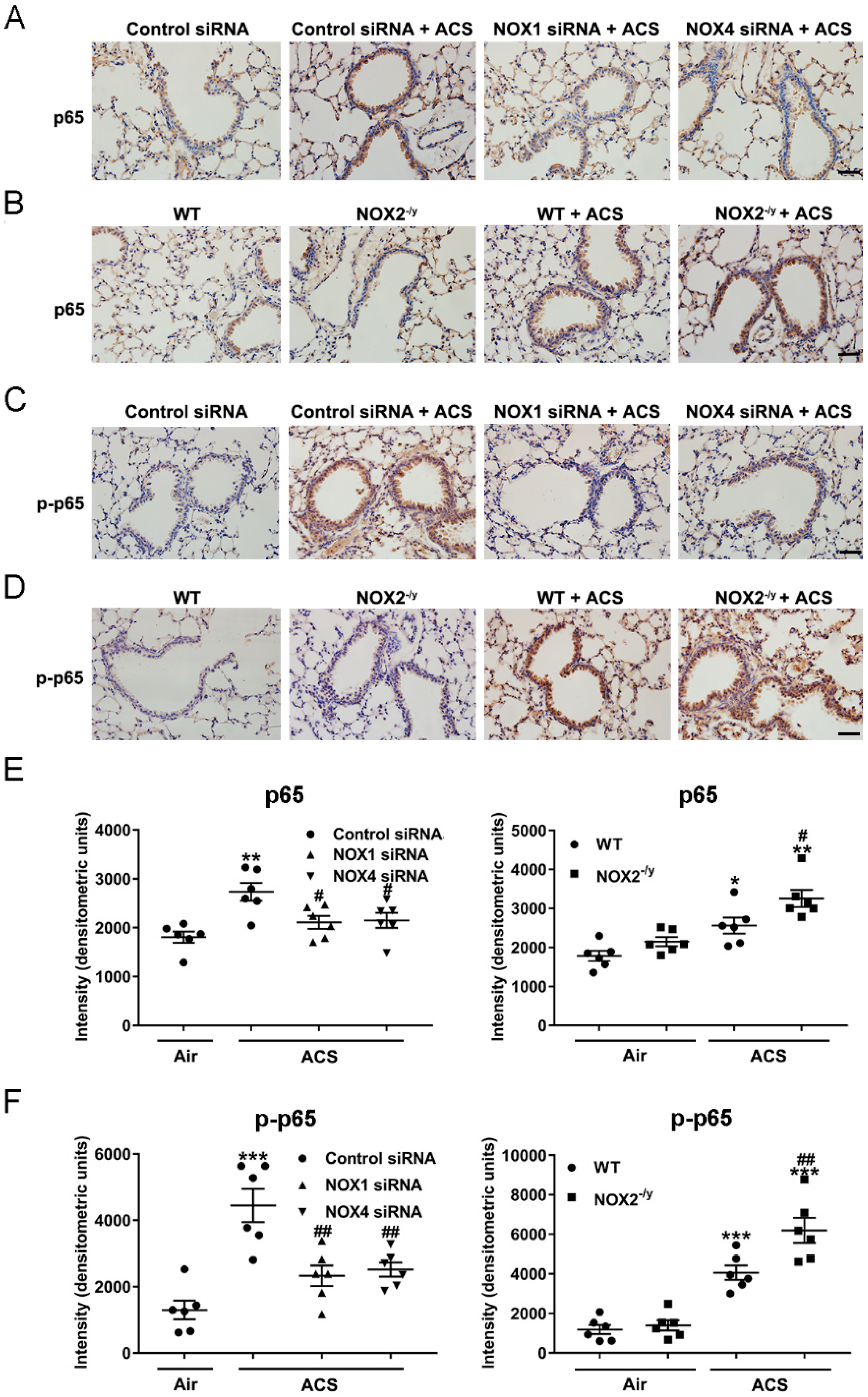Antioxidants 11 01539 g007