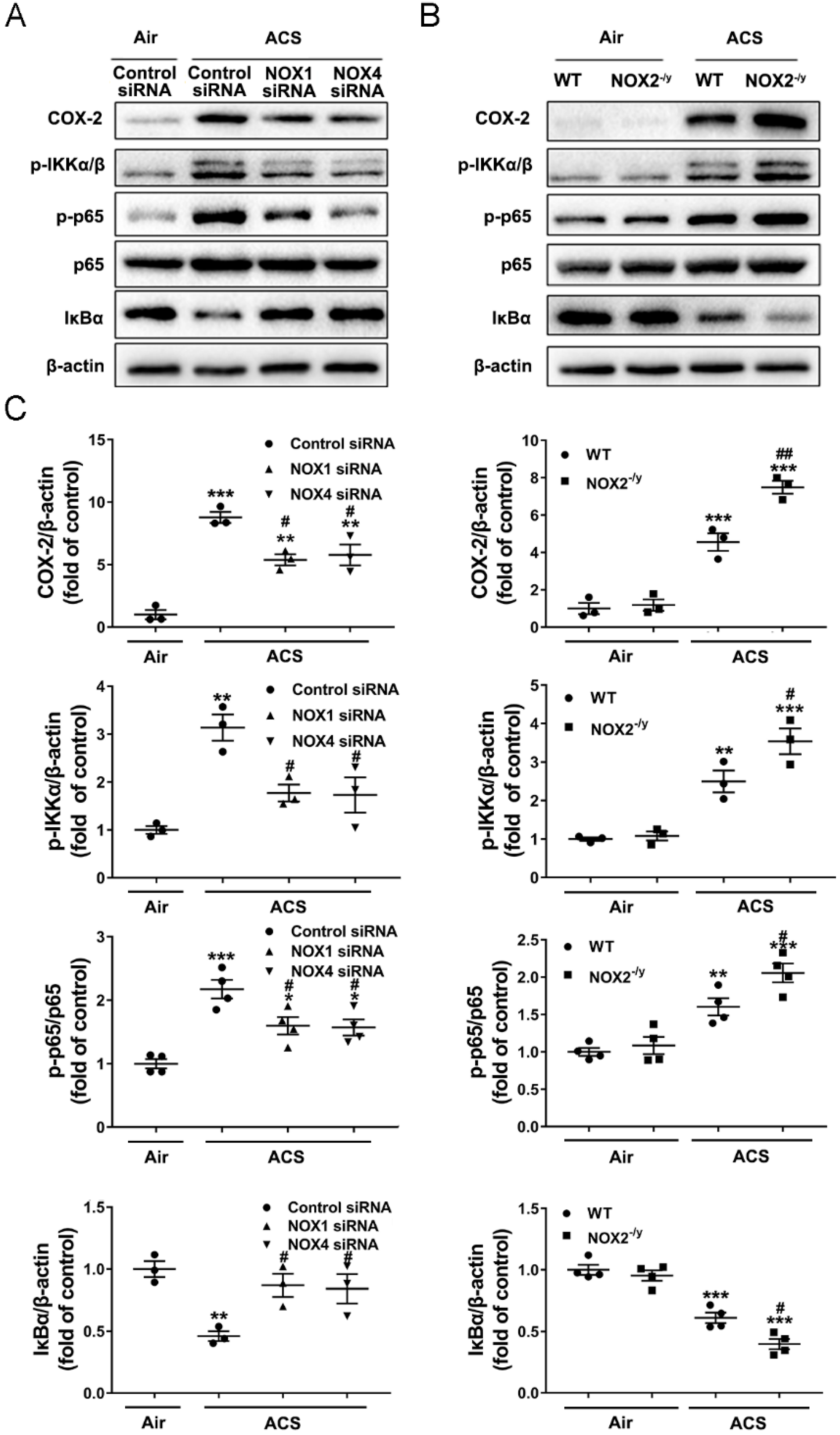 Antioxidants 11 01539 g008